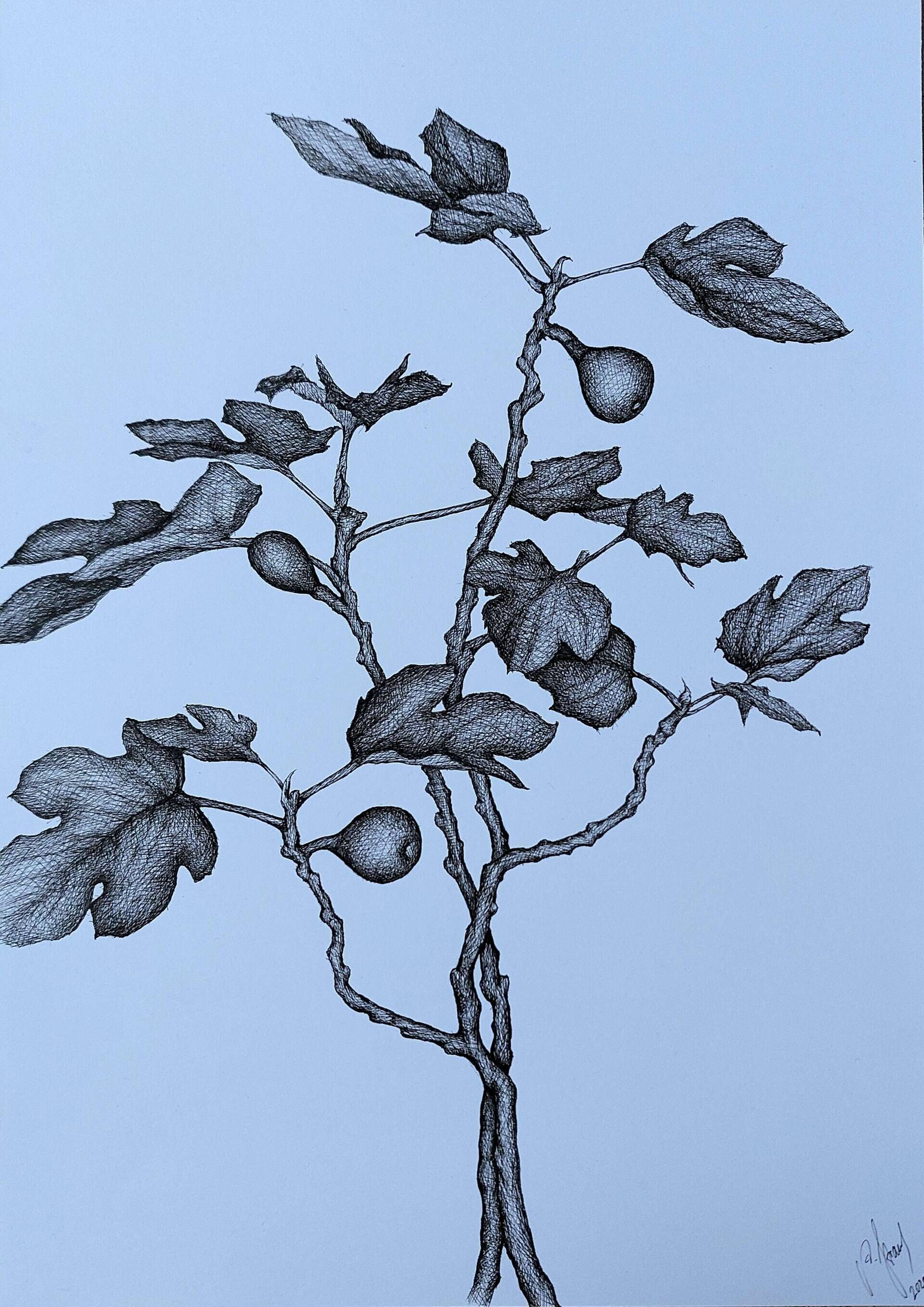 Feigenbaumstudie - Alexander Straub 1