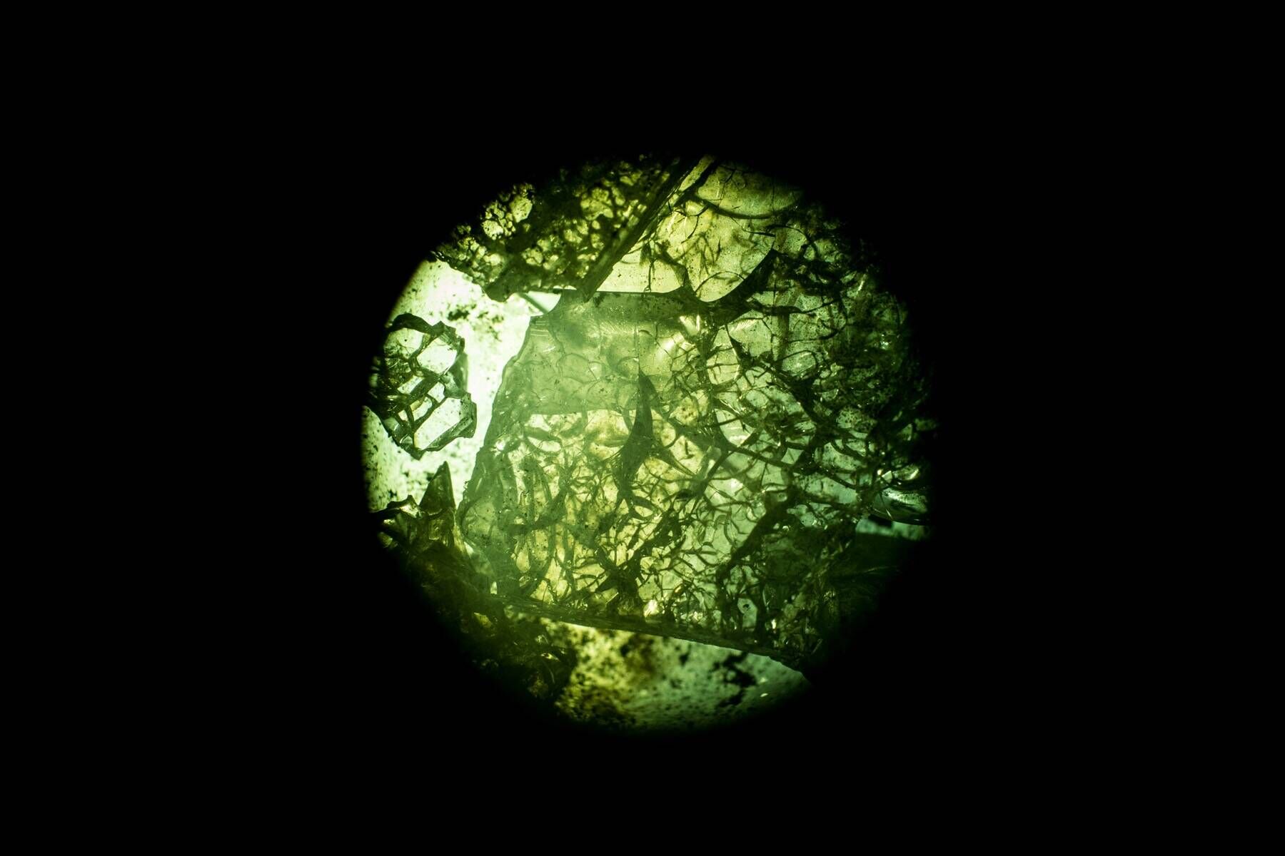 Bio III