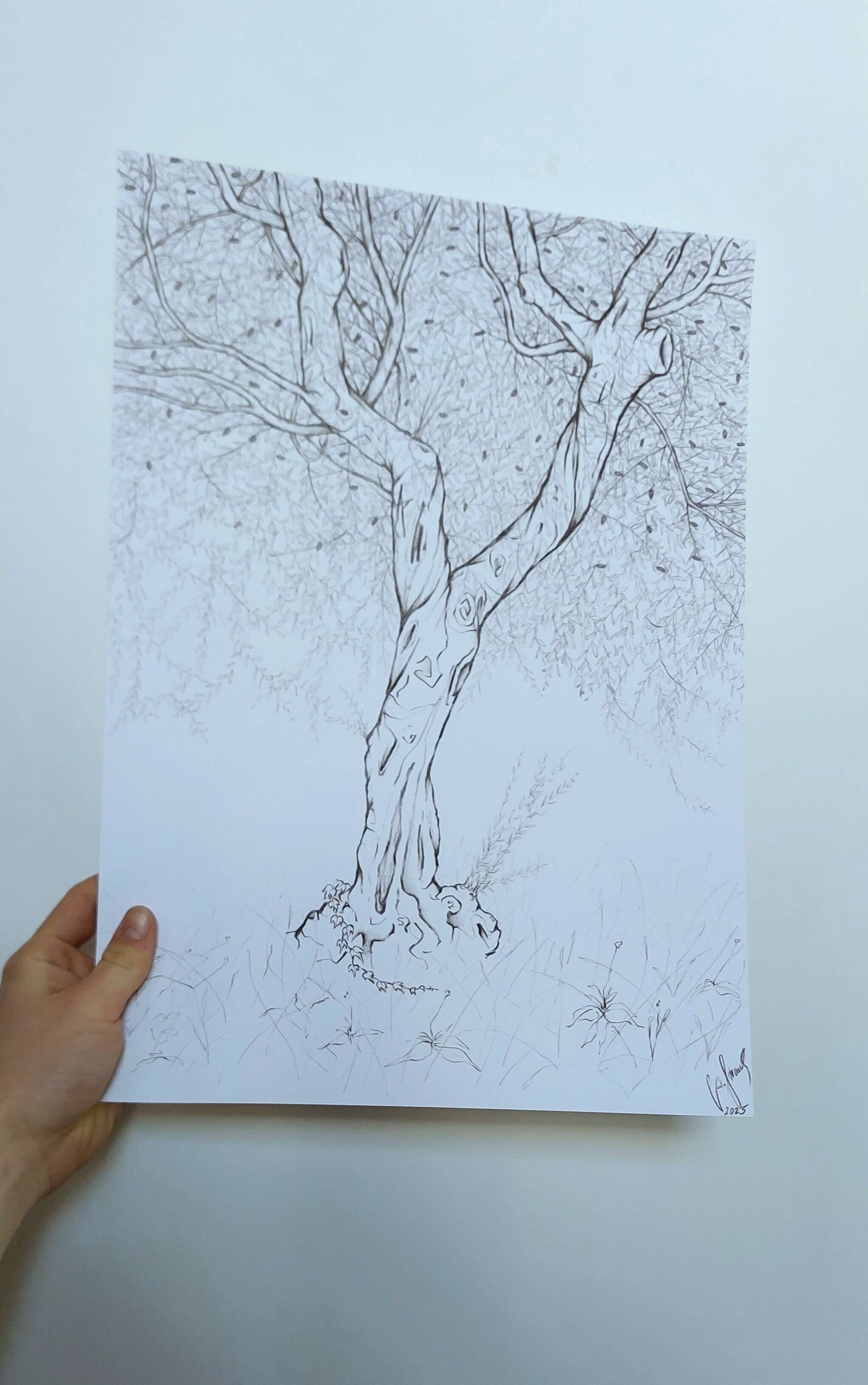 Olivenbaum 5 - Alexander Straub 2