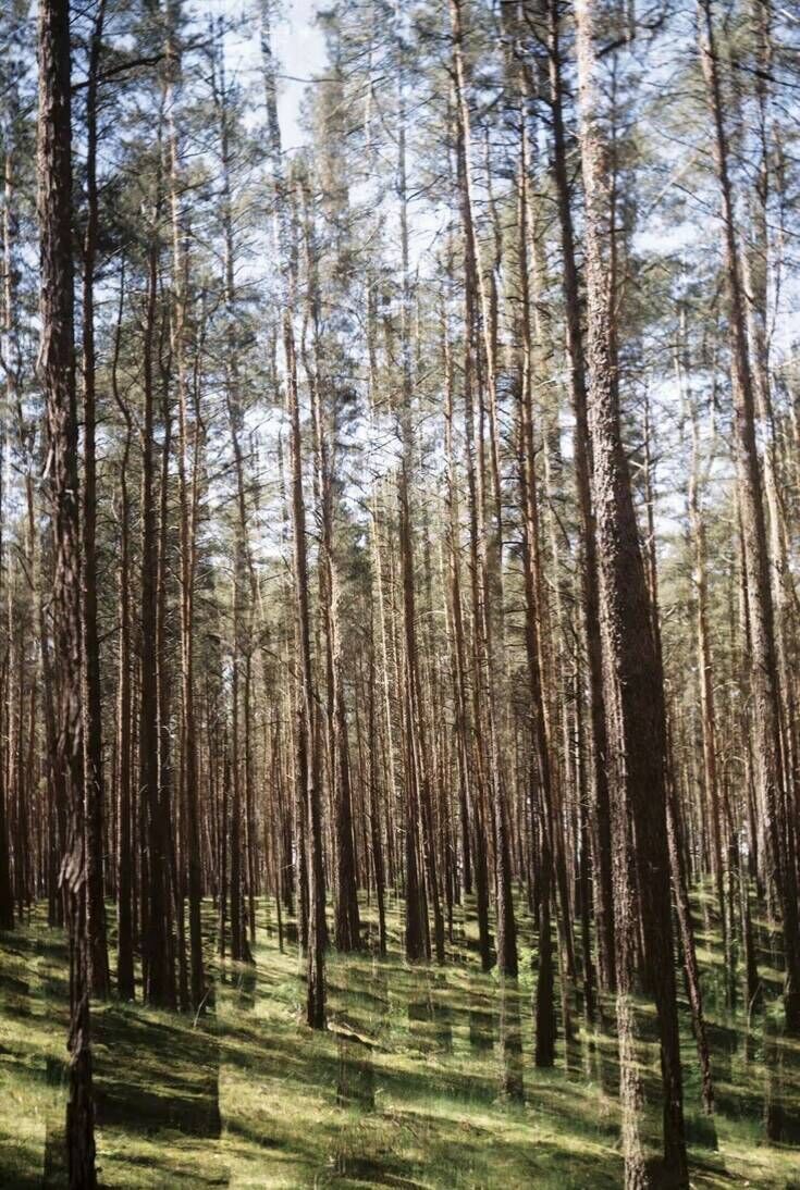 Wald 400 Wald 3 Wald 1 (inklusive Rahmen)  - Luise Oswald 1