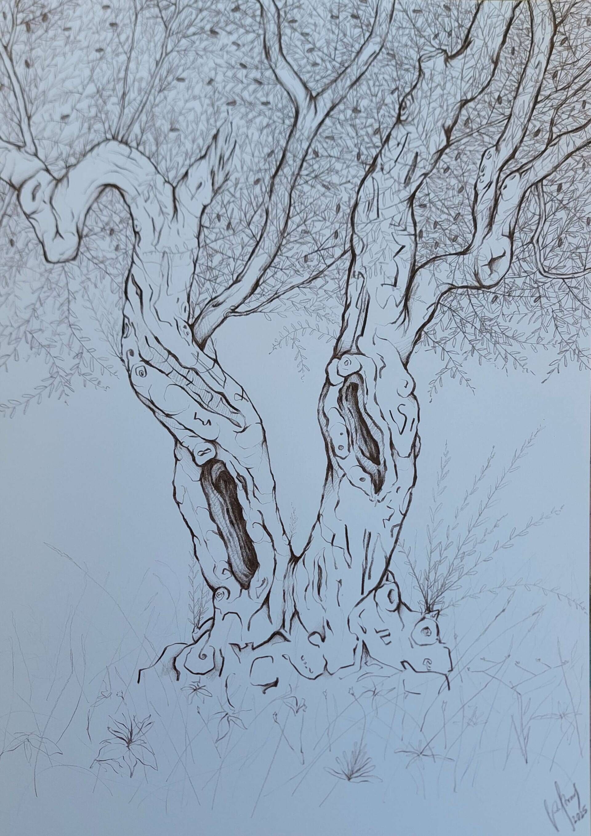 Olivenbaum 4 - Alexander Straub 1