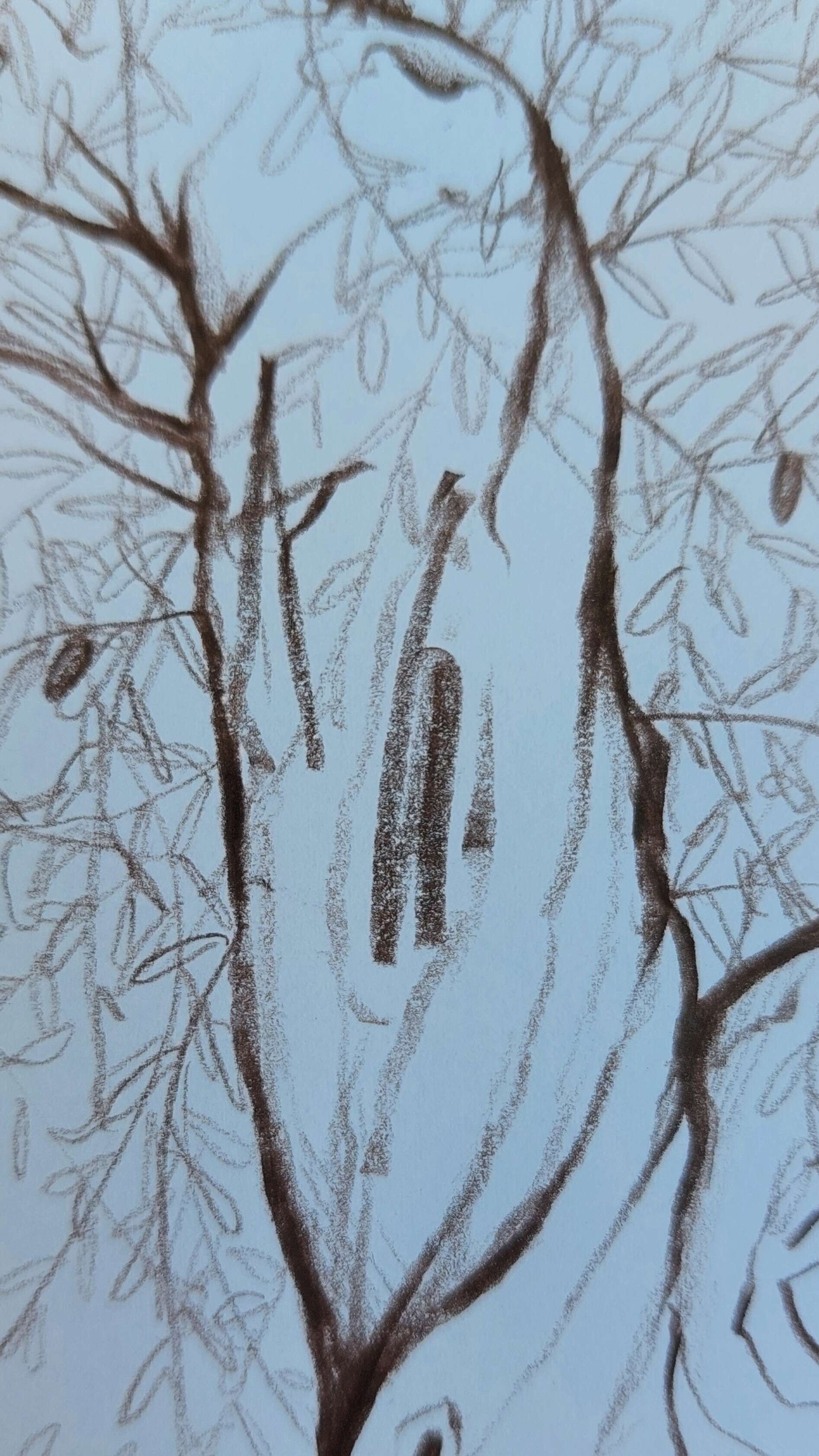 Olivenbaum 5 - Alexander Straub 3