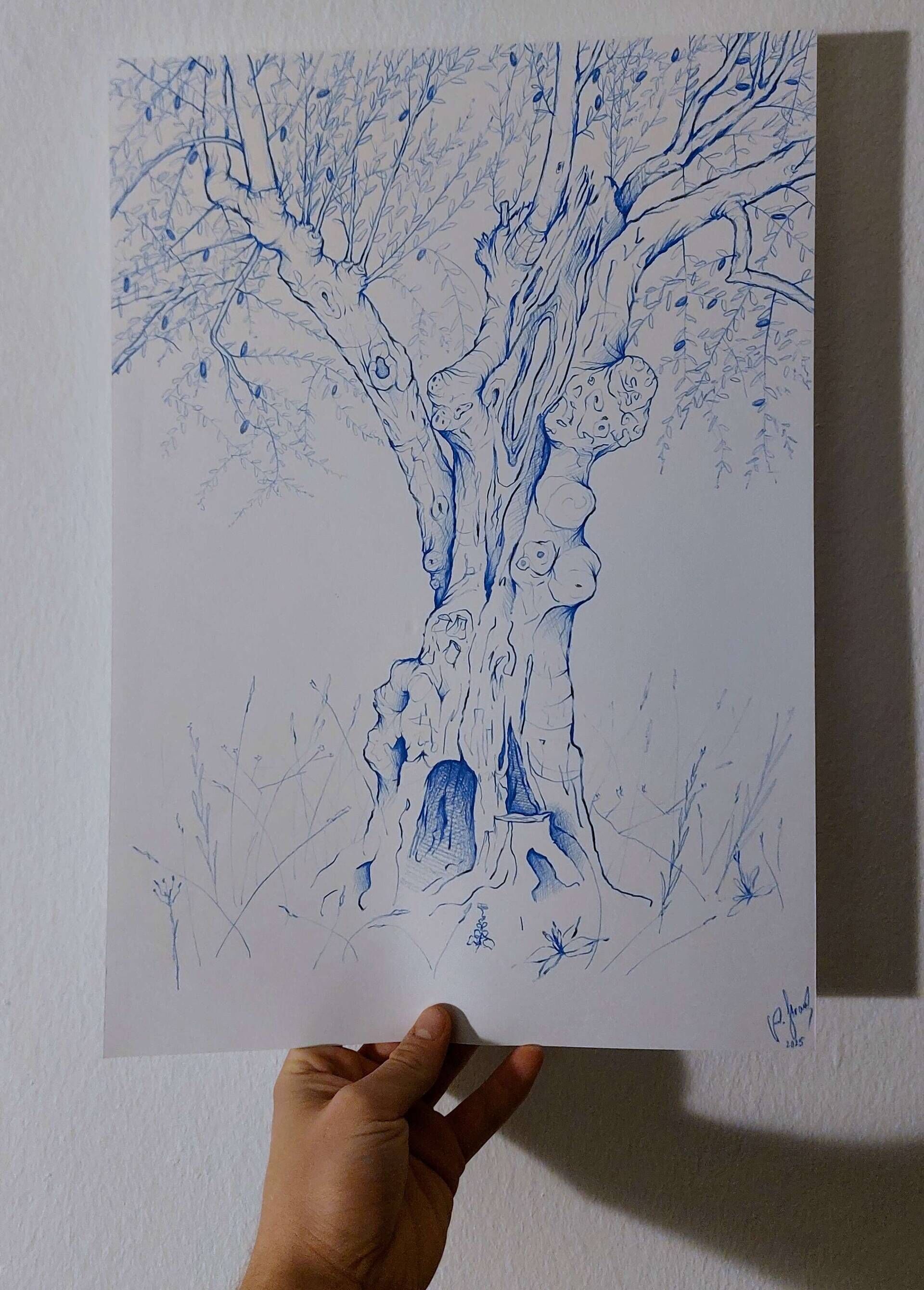 Olivenbaum 2 - Alexander Straub 2