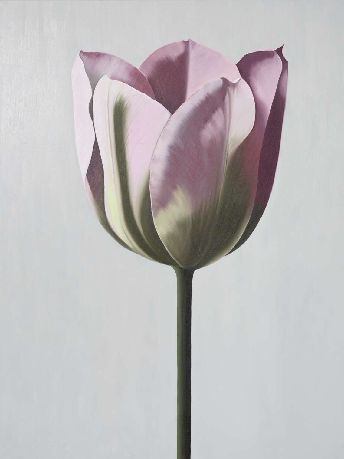 Tulpe