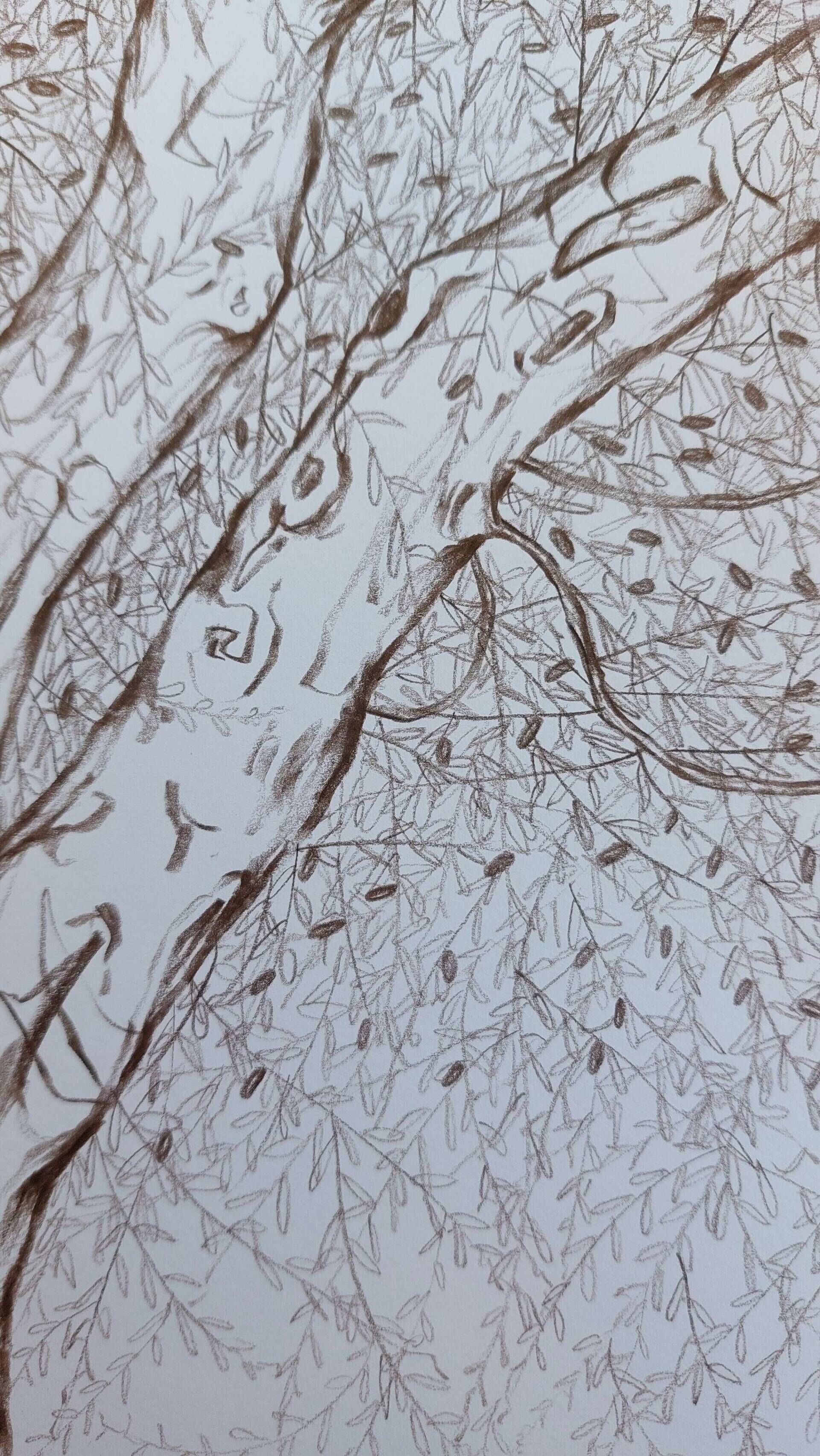 Olivenbaum 7 - Alexander Straub 5