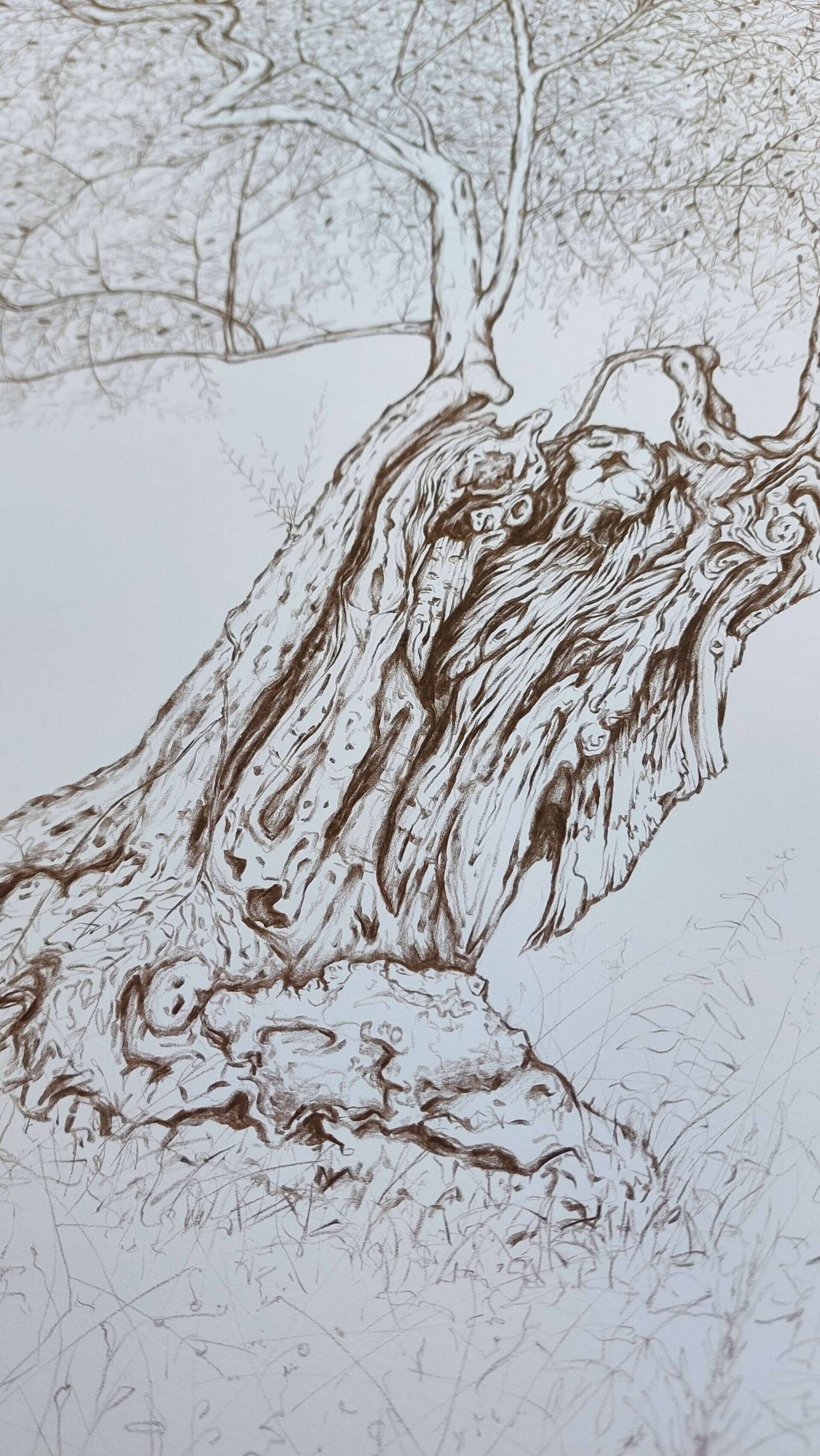 Olivenbaum 9 - Alexander Straub 7