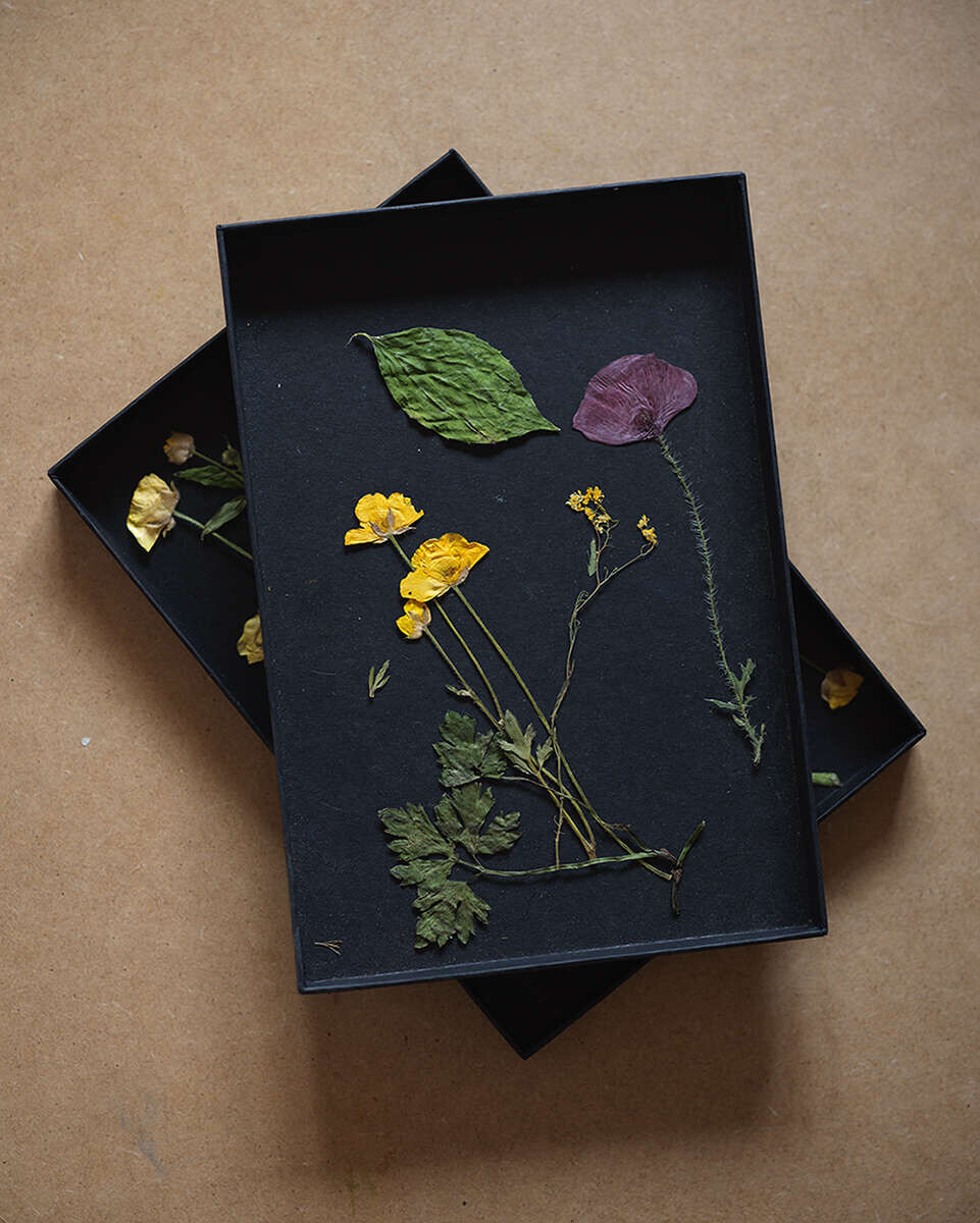 PLANT SUN - Maria-Magdalena Ianchis 7