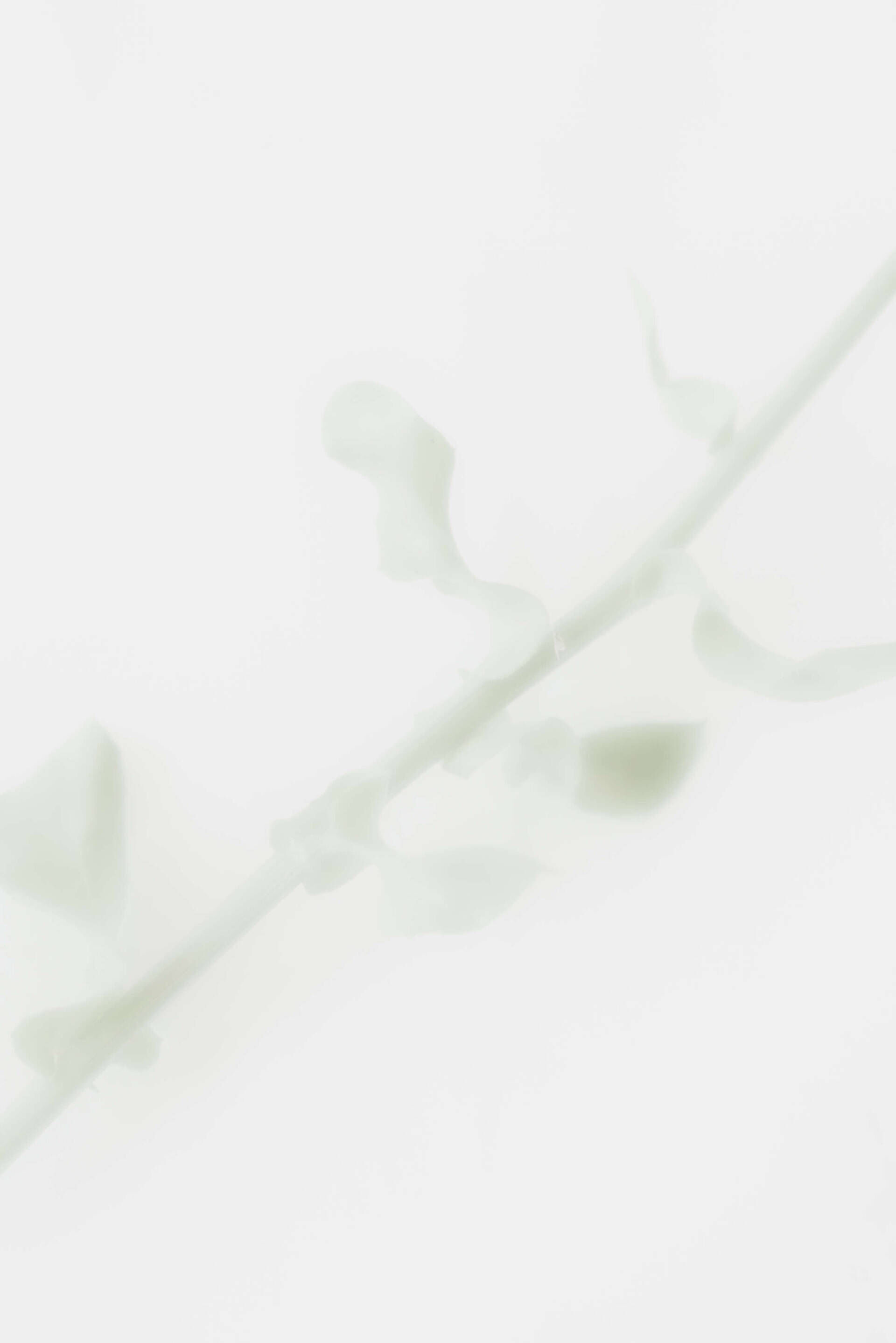 Long Afloat I - Rebecca Häfner 1