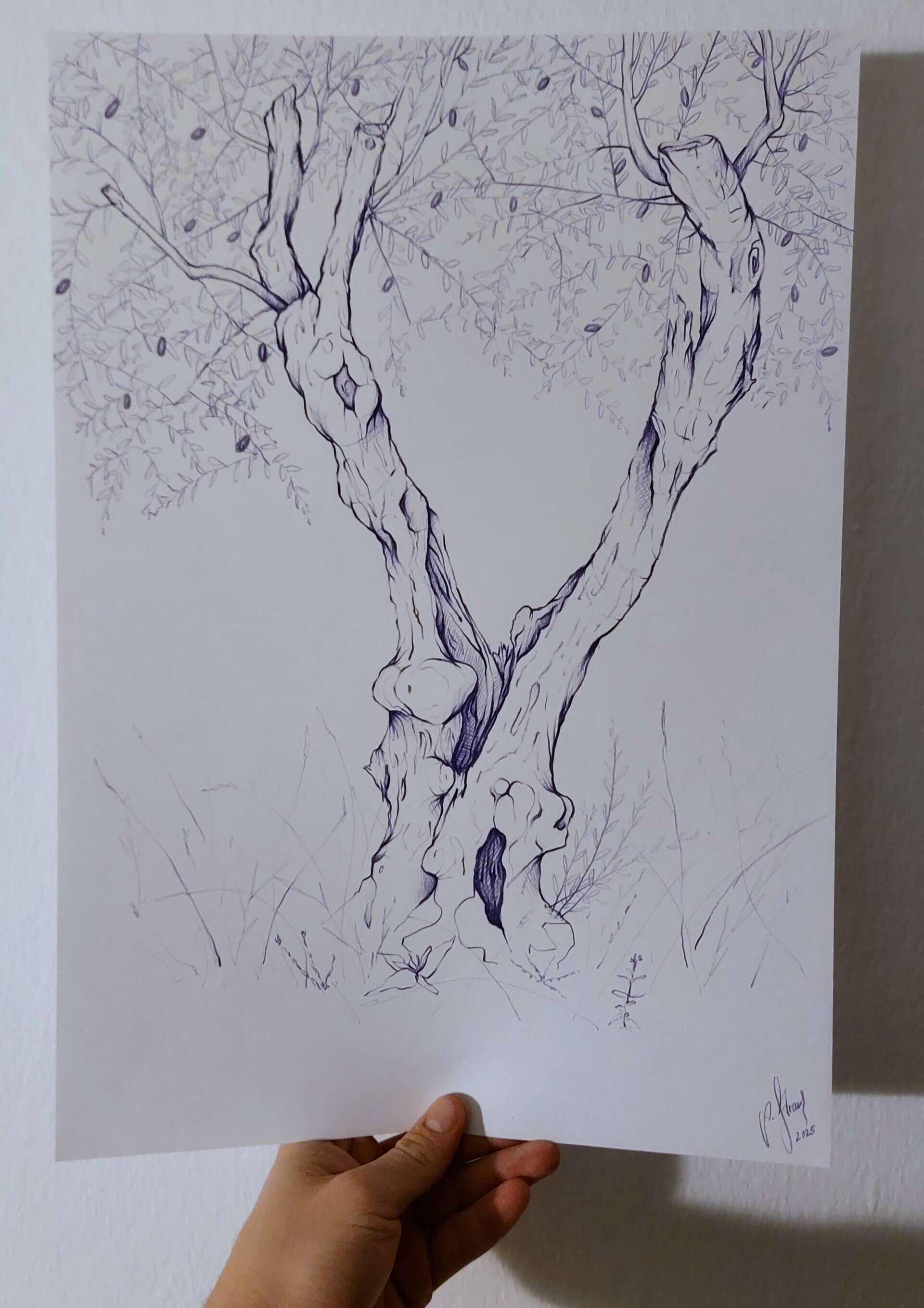 Olivenbaum 3 - Alexander Straub 3