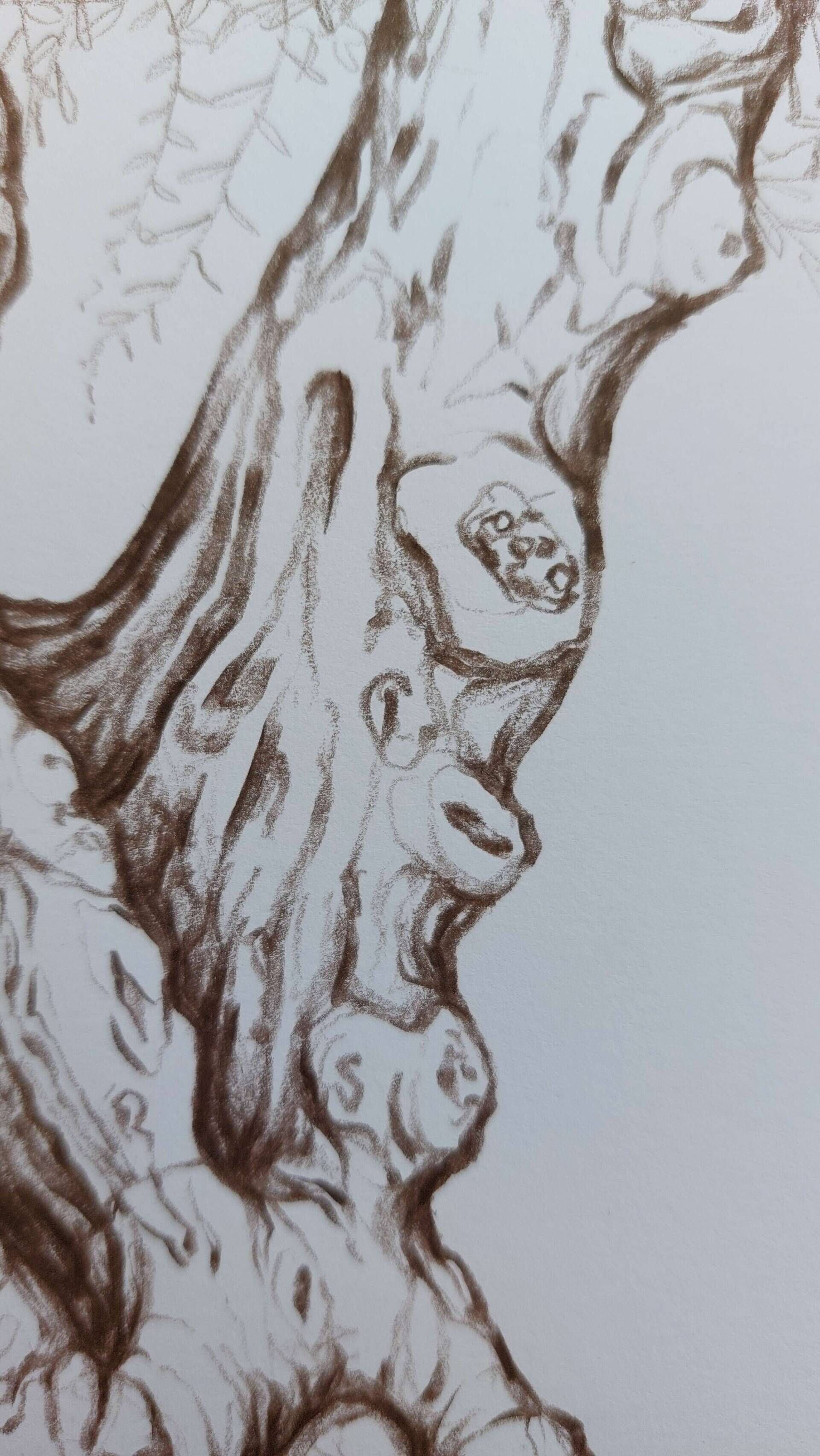 Olivenbaum 8 - Alexander Straub 4