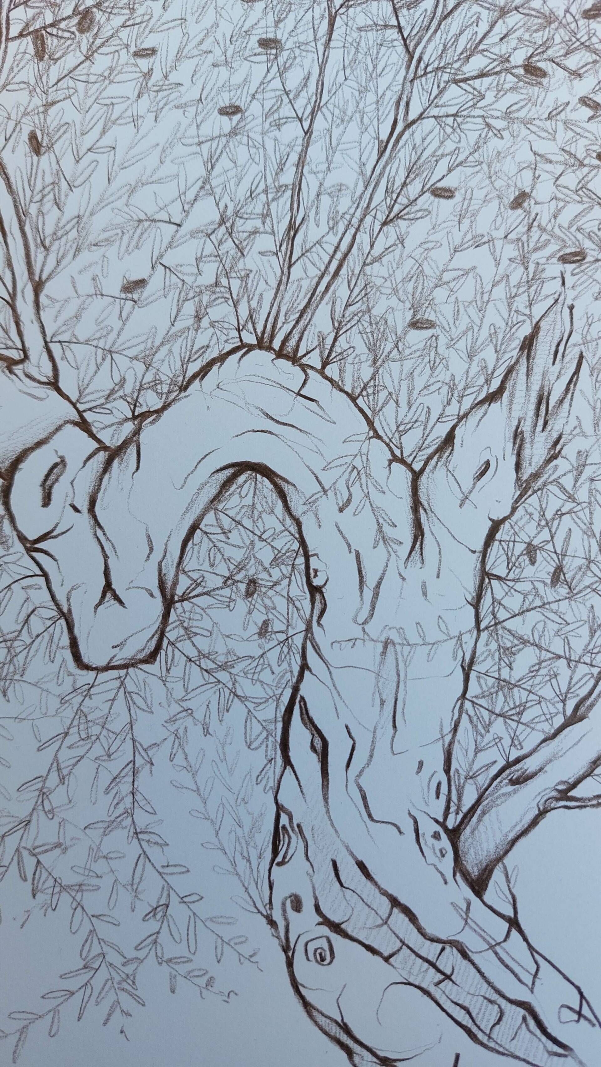 Olivenbaum 4 - Alexander Straub 7