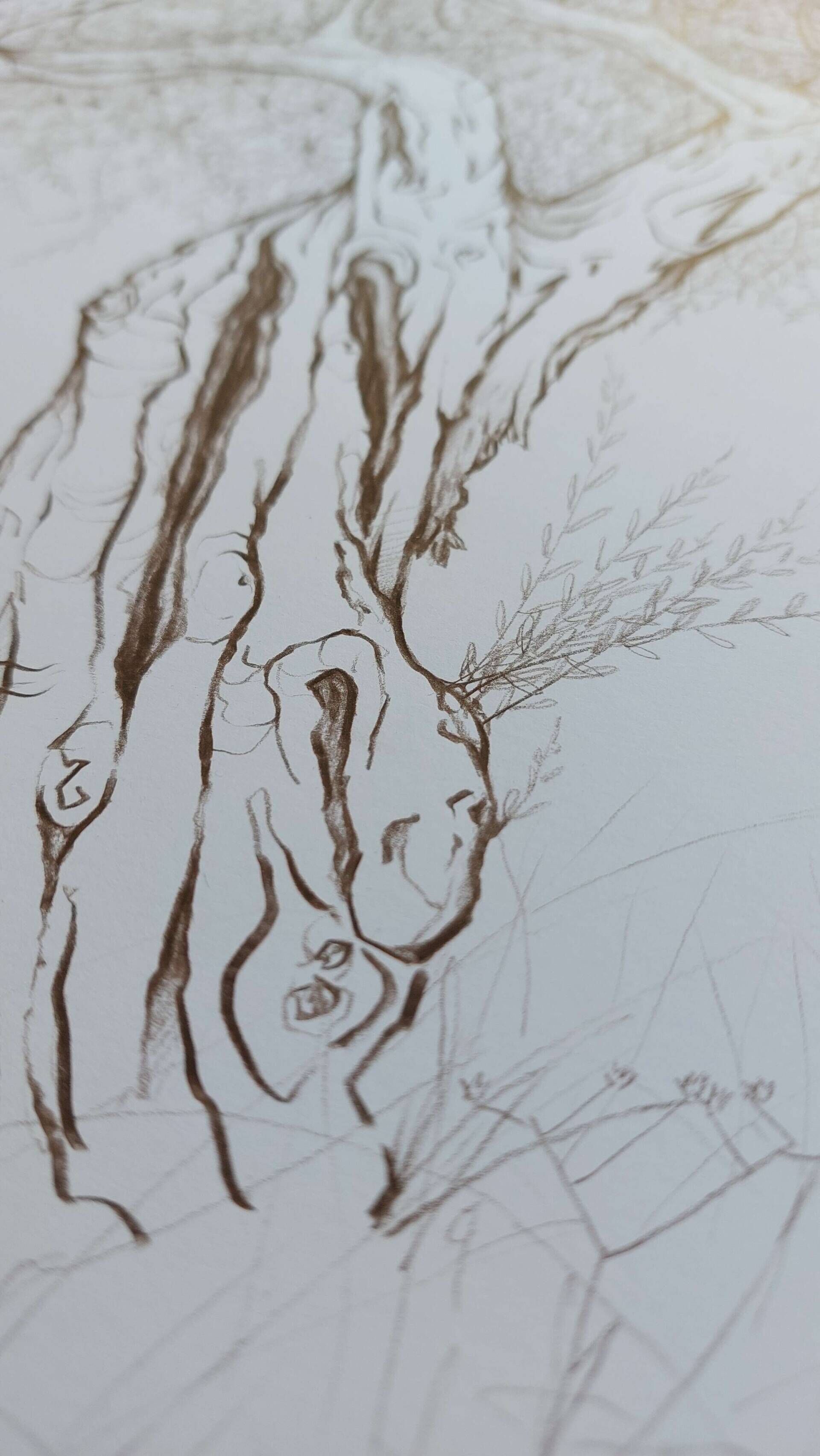 Olivenbaum 6 - Alexander Straub 3