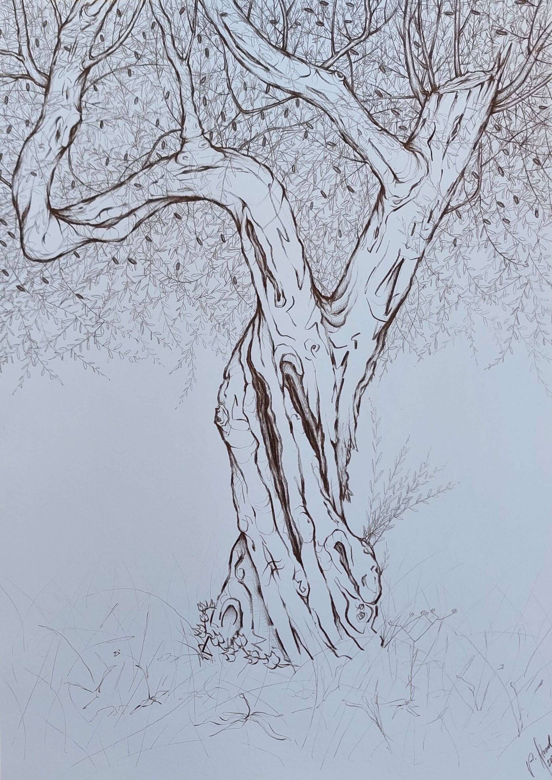 Olivenbaum 6 - Alexander Straub 1