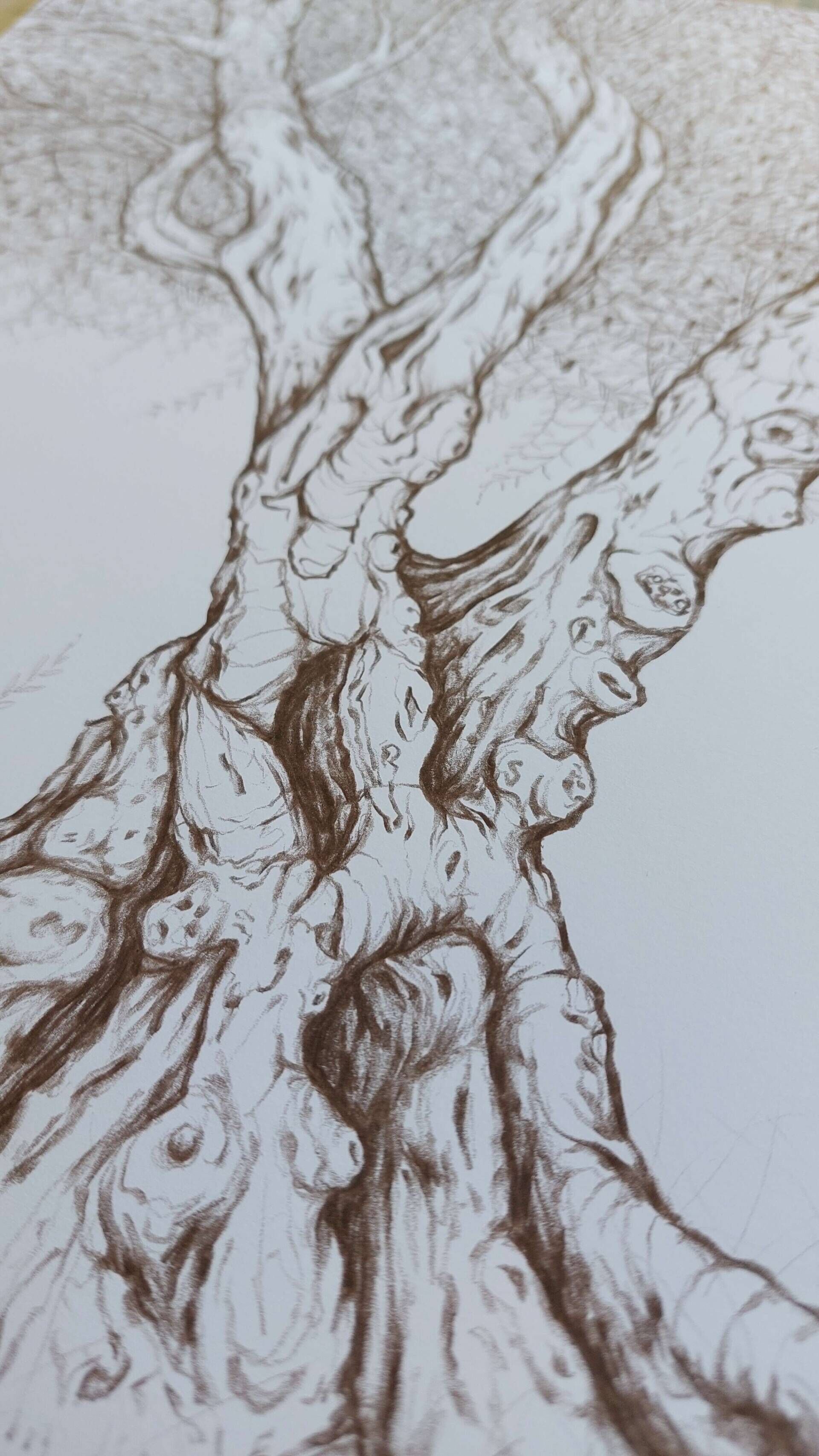 Olivenbaum 8 - Alexander Straub 7