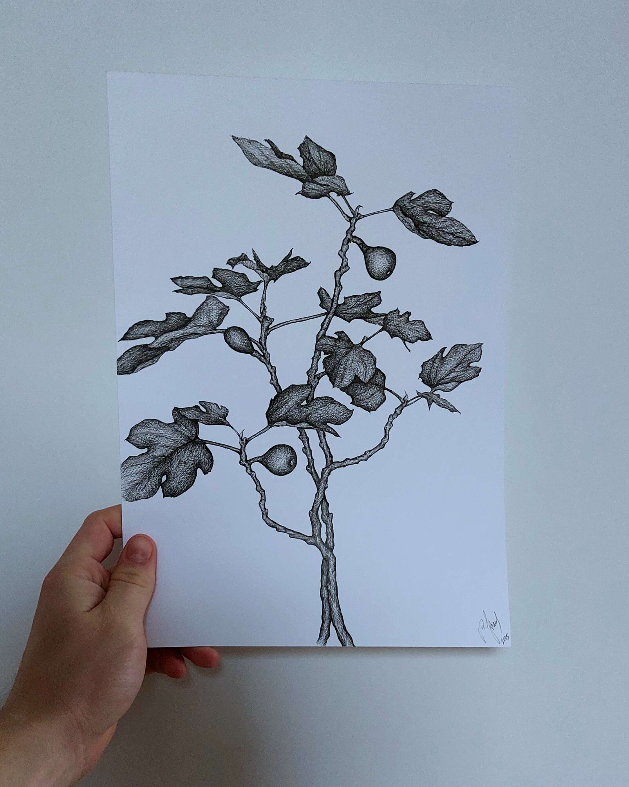 Feigenbaumstudie - Alexander Straub 4