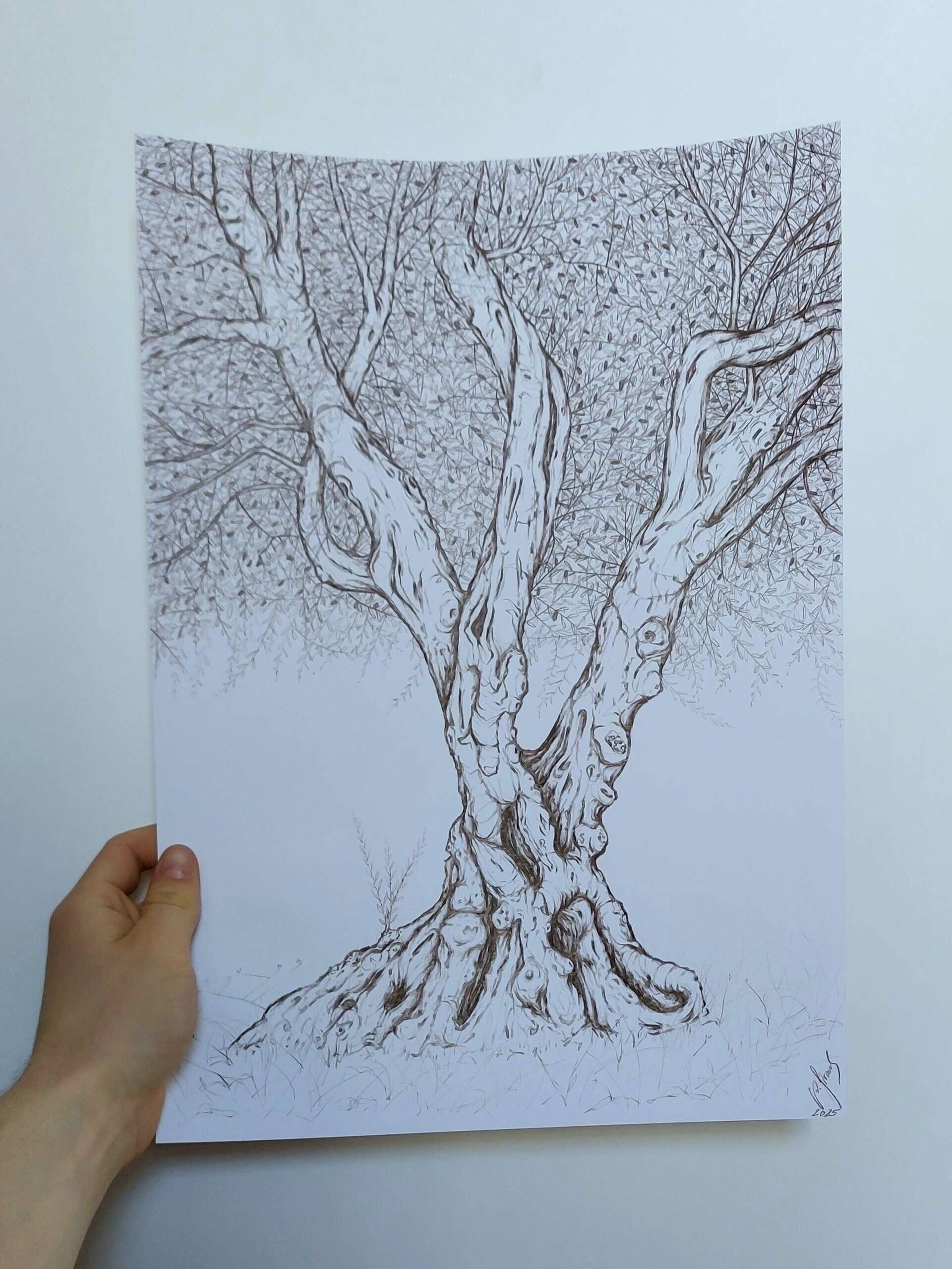 Olivenbaum 8 - Alexander Straub 2