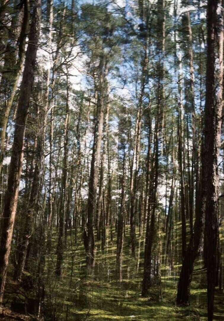 Wald 400 Wald 3 Wald 1 (inklusive Rahmen)  - Luise Oswald 1