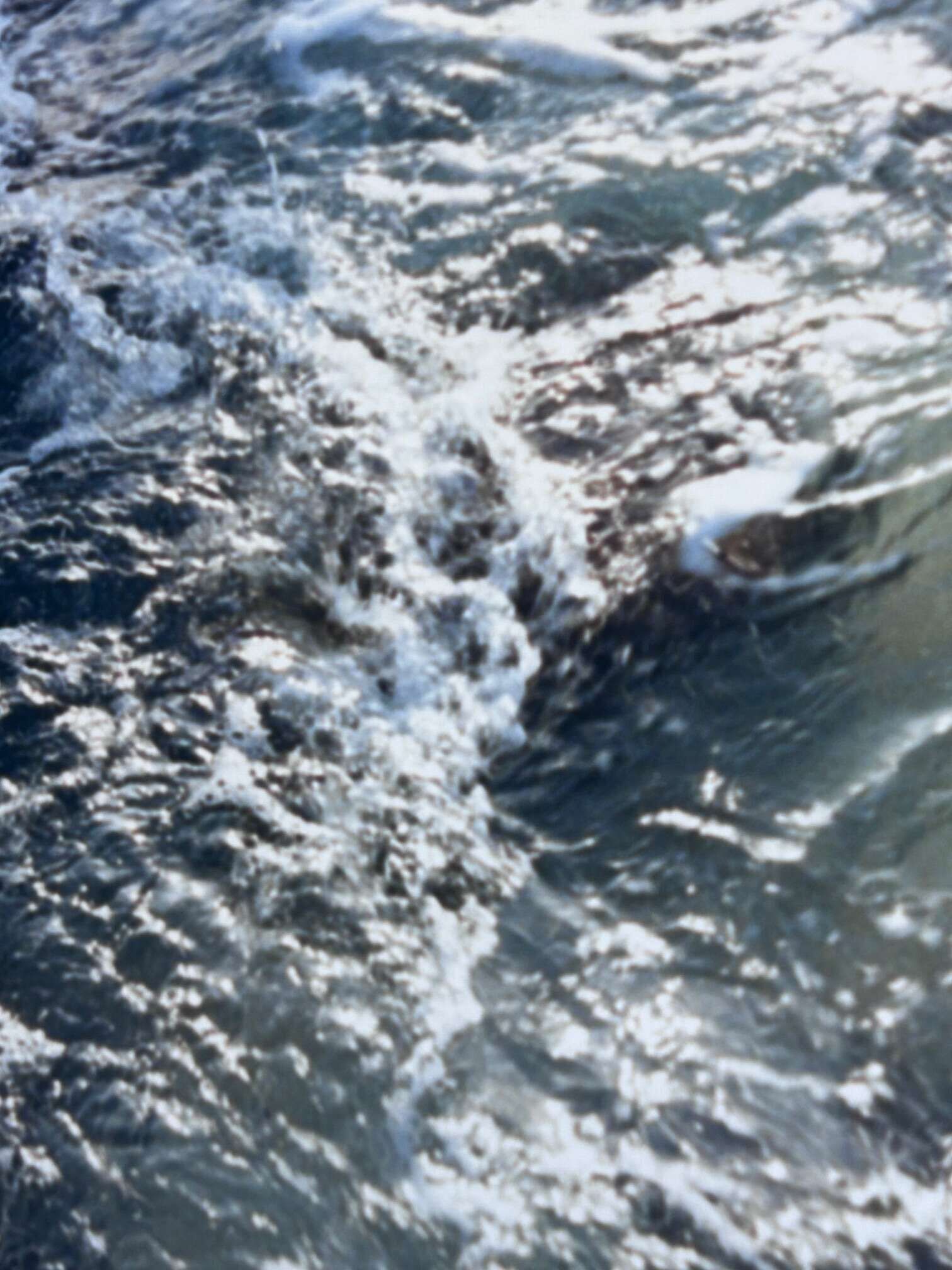 Fiebertraum  - Luise Oswald 3