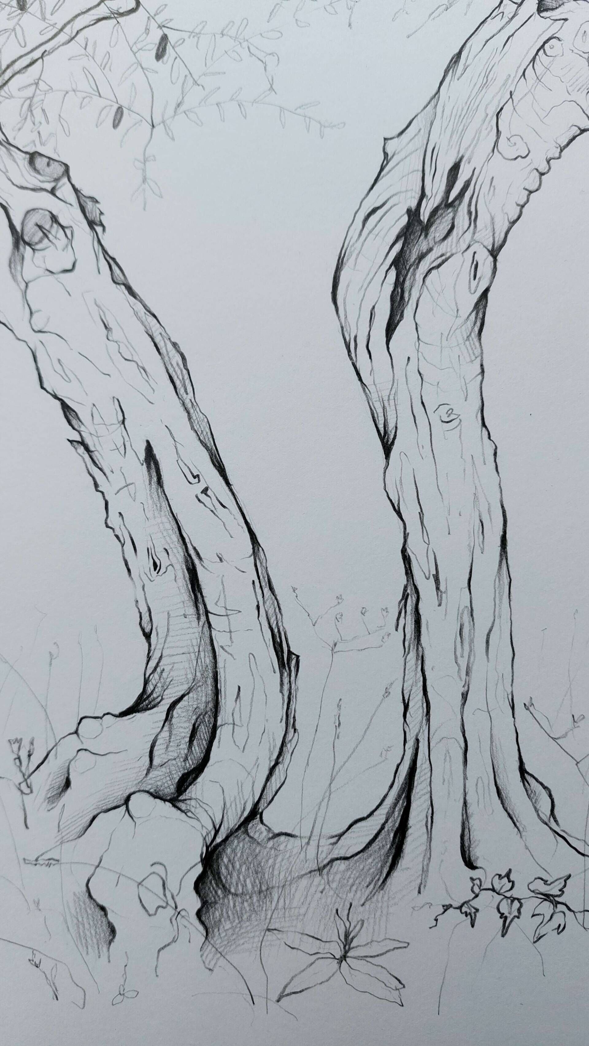 Olivenbaum 1 - Alexander Straub 4