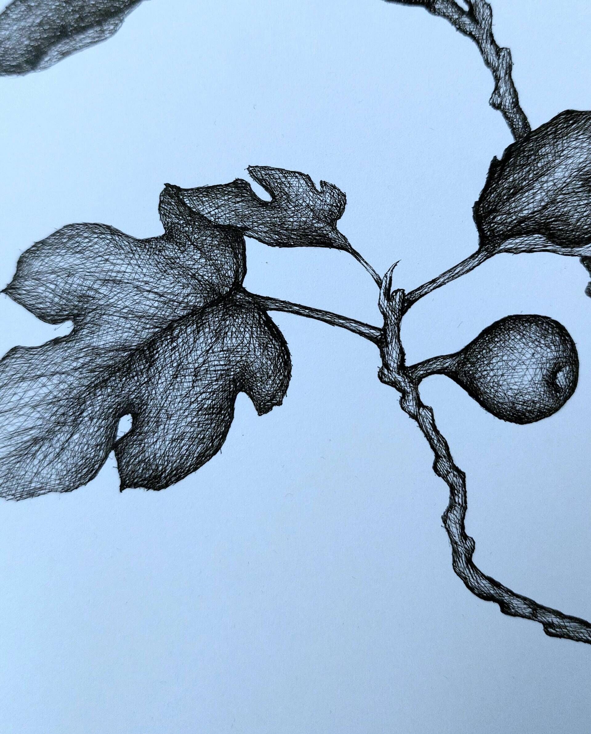 Feigenbaumstudie - Alexander Straub 3