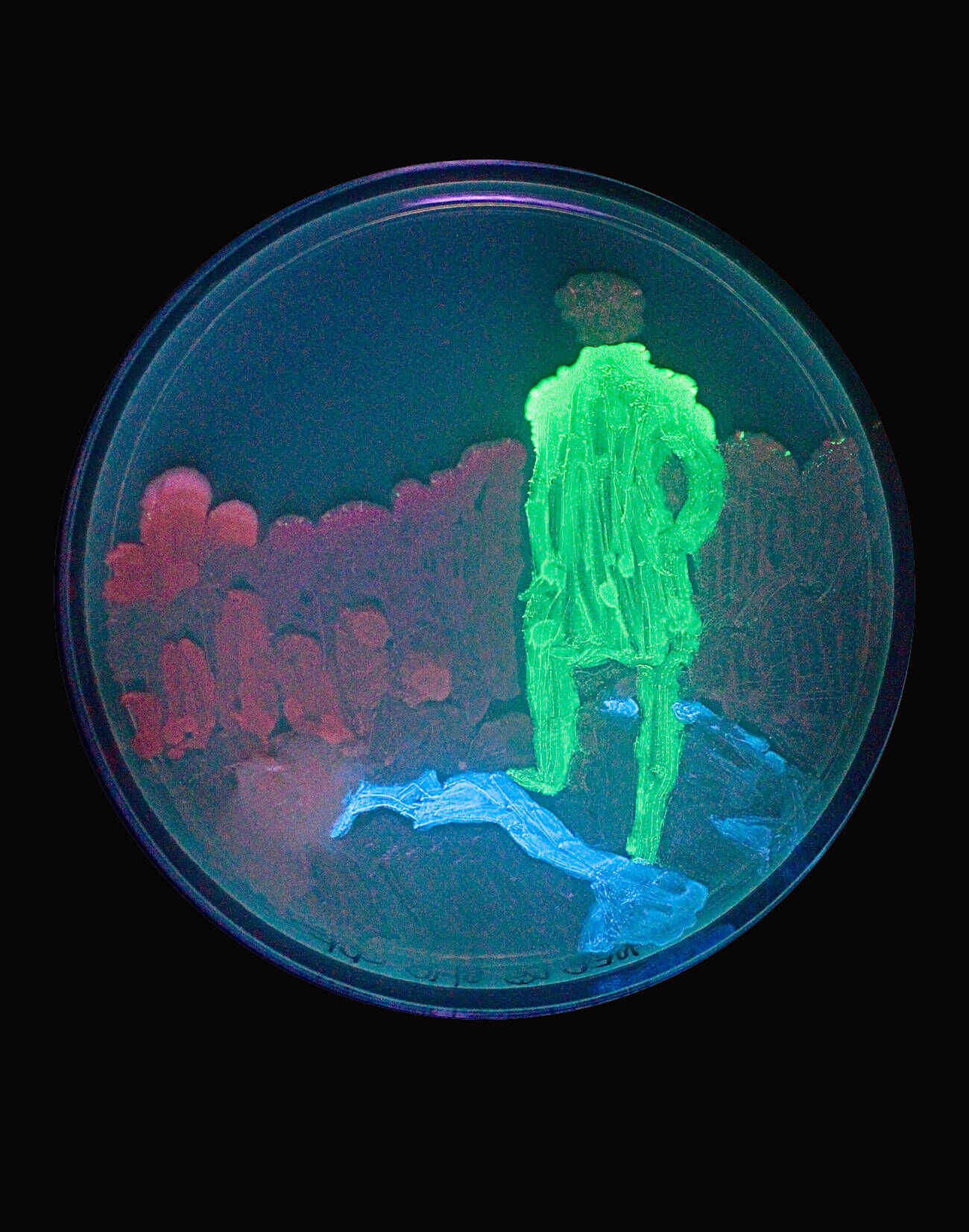 CRISPR David Friedrich - Konstantin Sauer 1