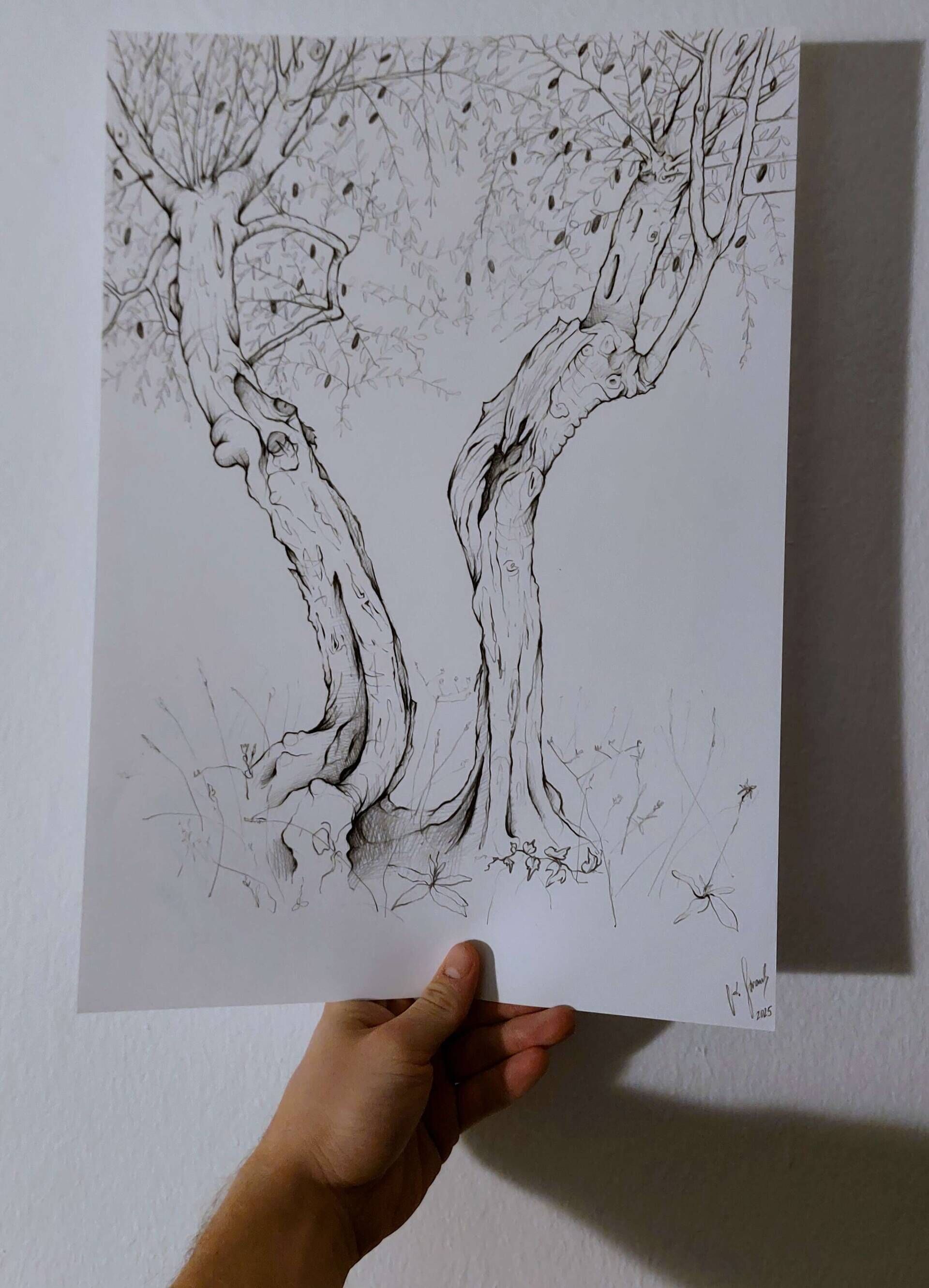 Olivenbaum 1 - Alexander Straub 3