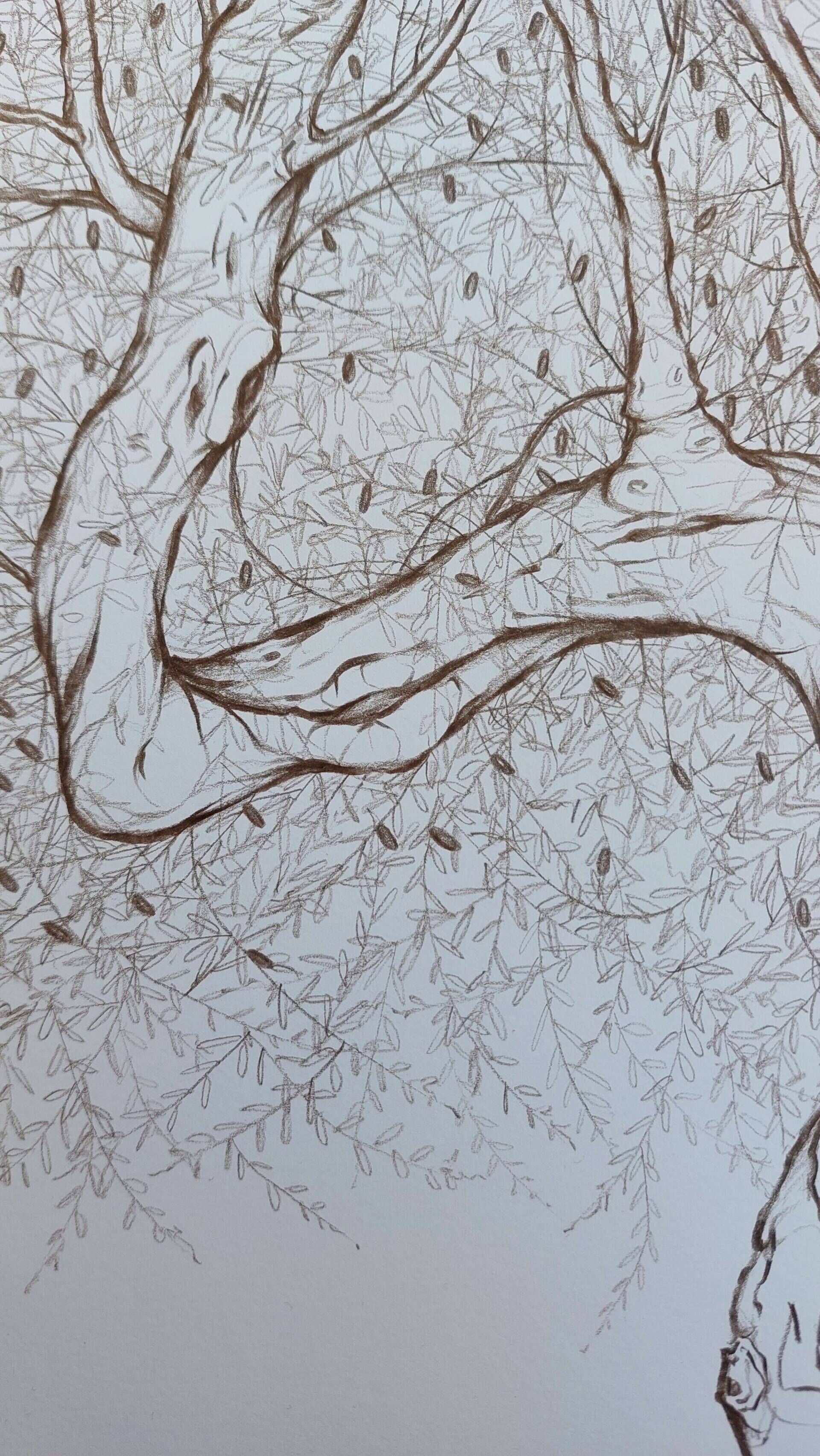 Olivenbaum 6 - Alexander Straub 6