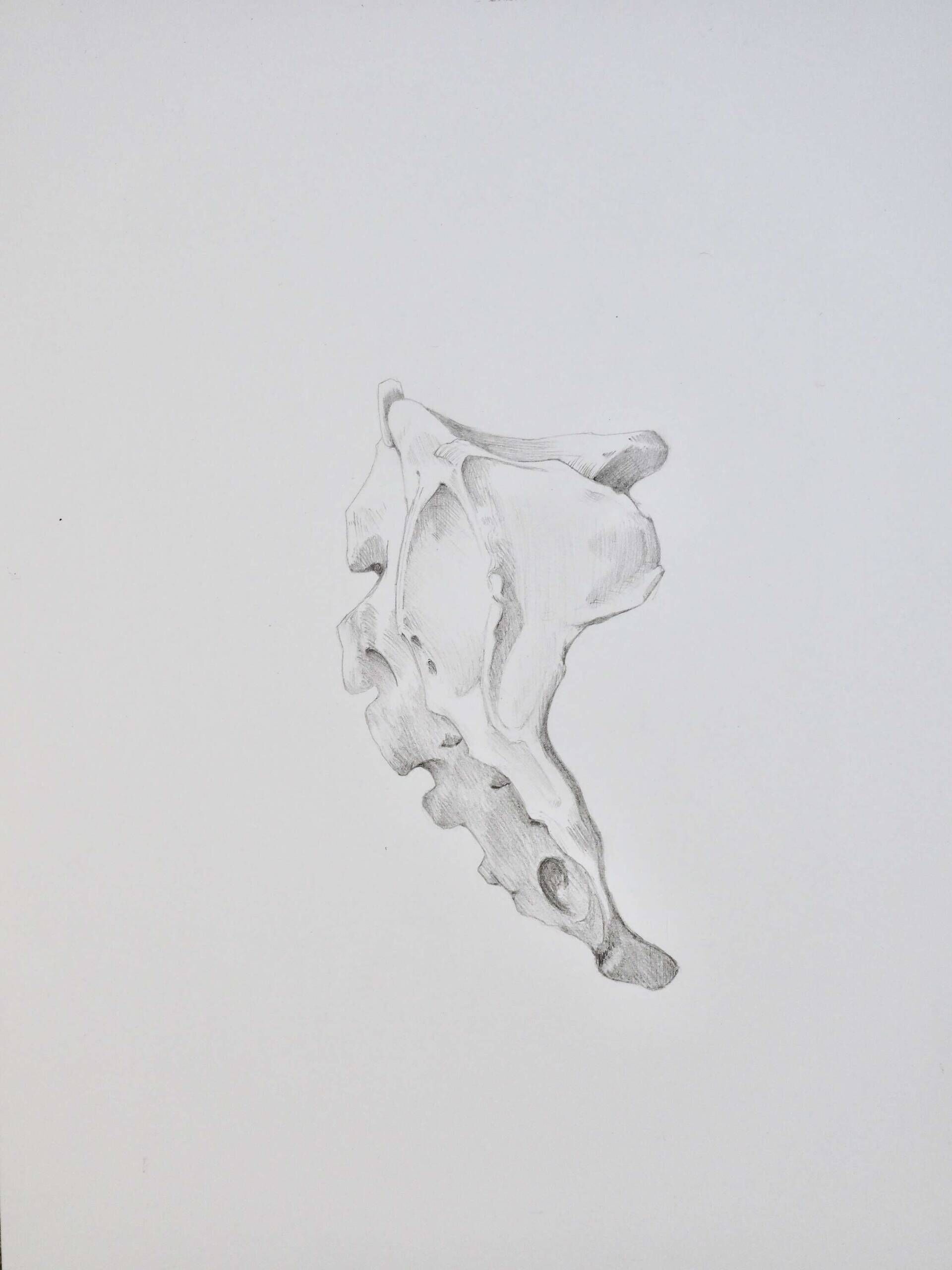 Hueso  - Carolina Reyes 1