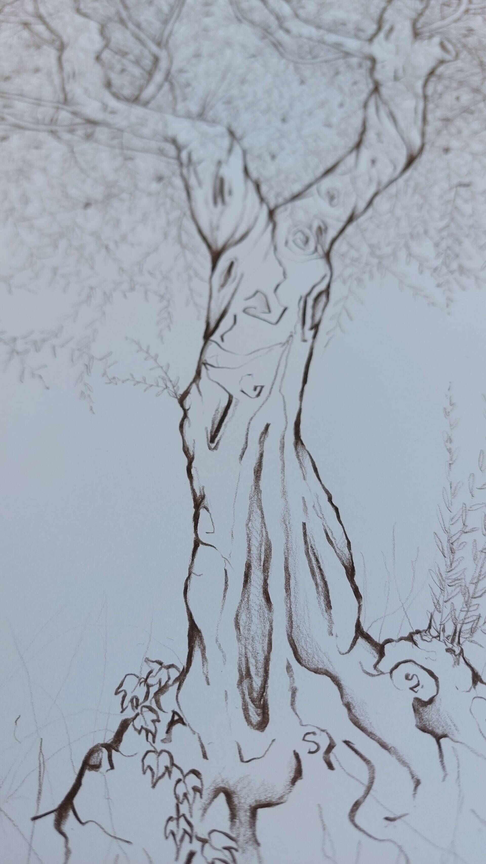 Olivenbaum 5 - Alexander Straub 6