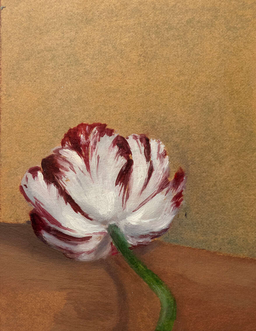 Tulpe - Jo Failer 1