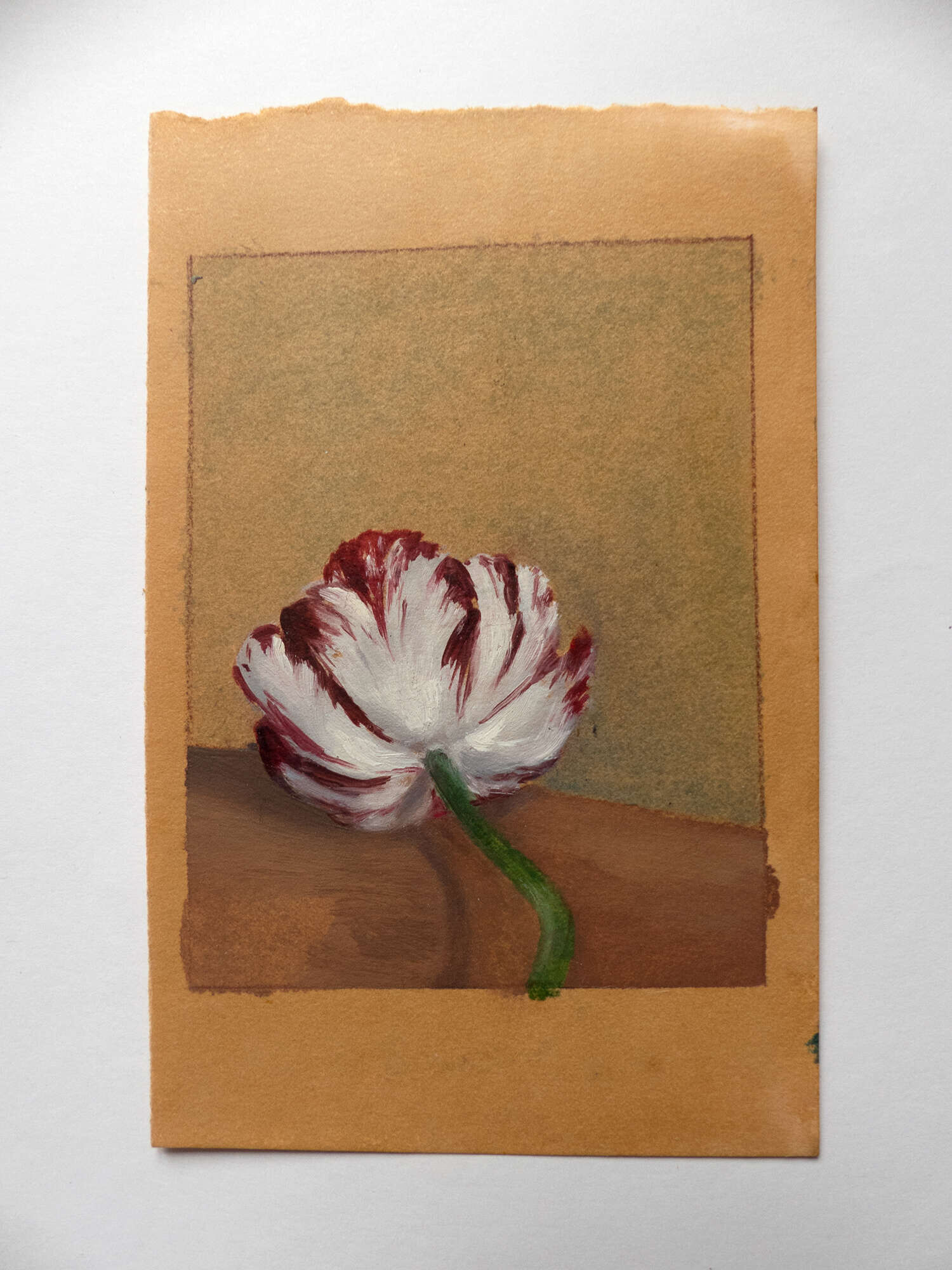 Tulpe - Jo Failer 5
