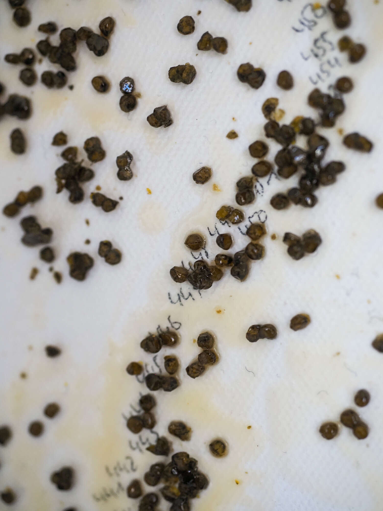 Auftragsarbeit - Was bleibt, wenn es still wird. - Vicky Anna Lardschneider 6