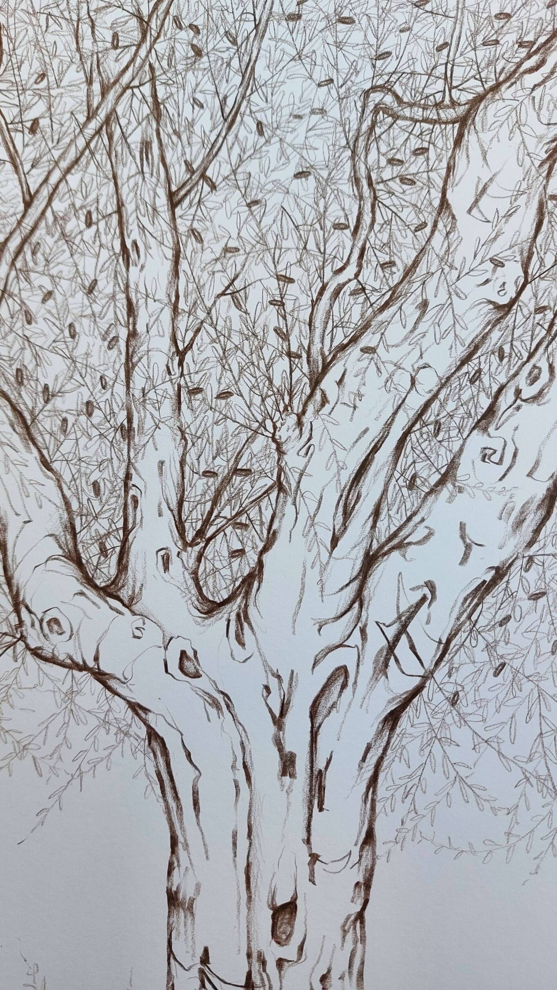 Olivenbaum 7 - Alexander Straub 3