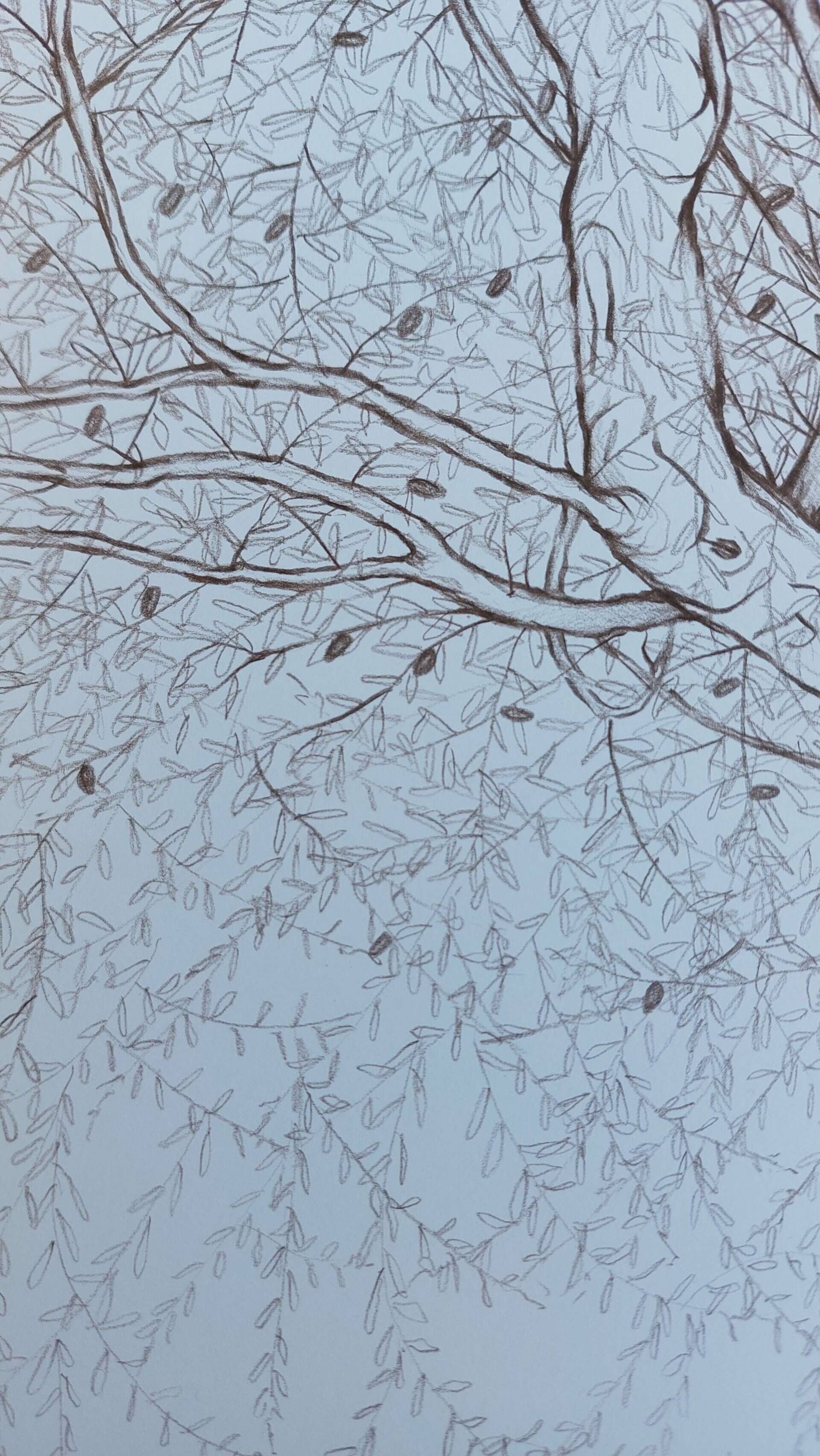 Olivenbaum 5 - Alexander Straub 5