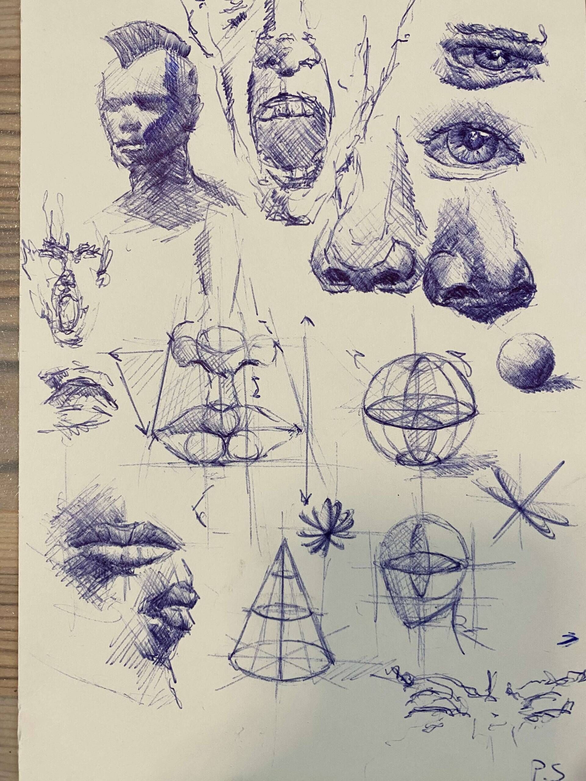 Facial Anatomy Study - Paul Schäfer 1