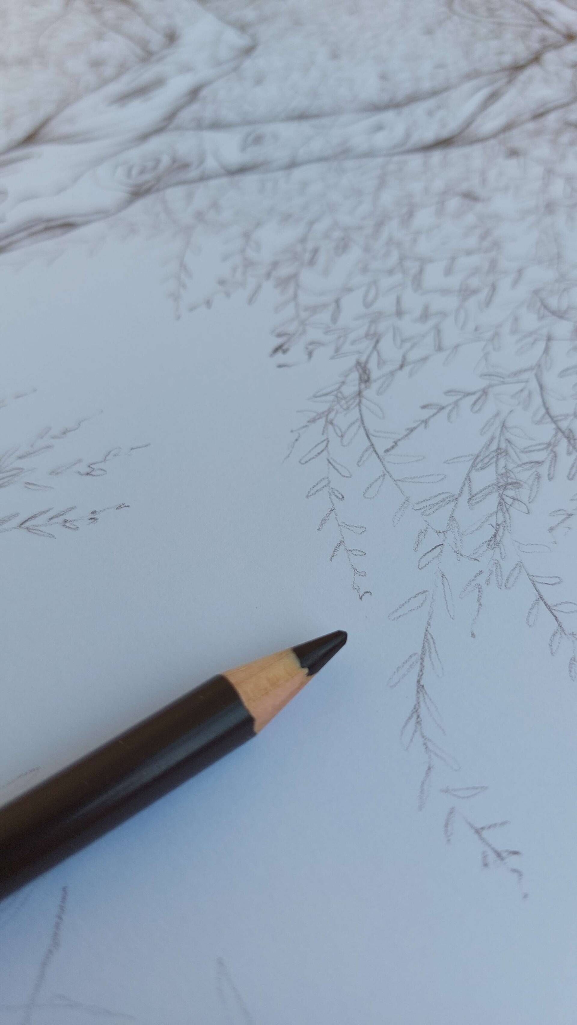 Olivenbaum 5 - Alexander Straub 4