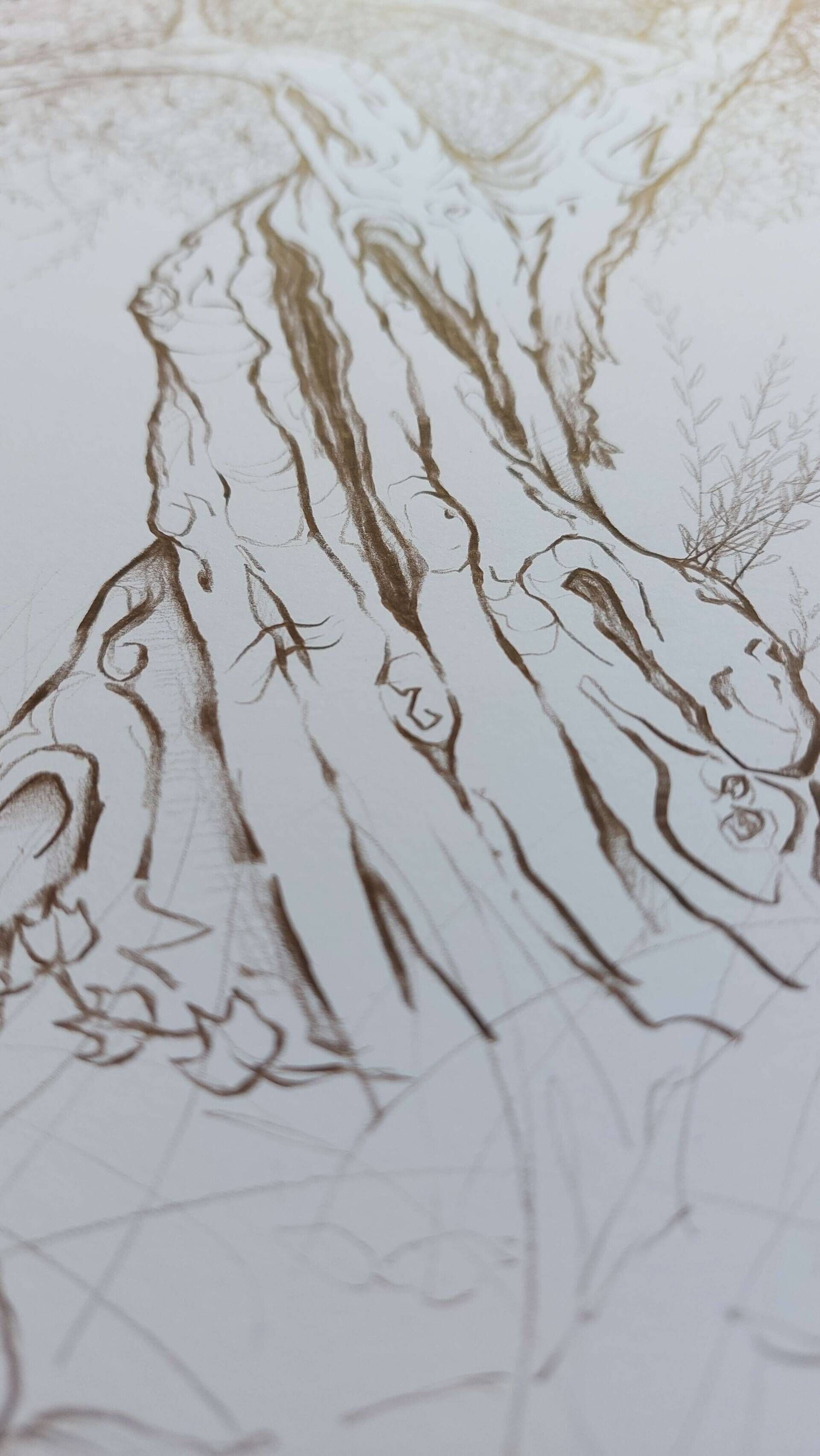 Olivenbaum 6 - Alexander Straub 5