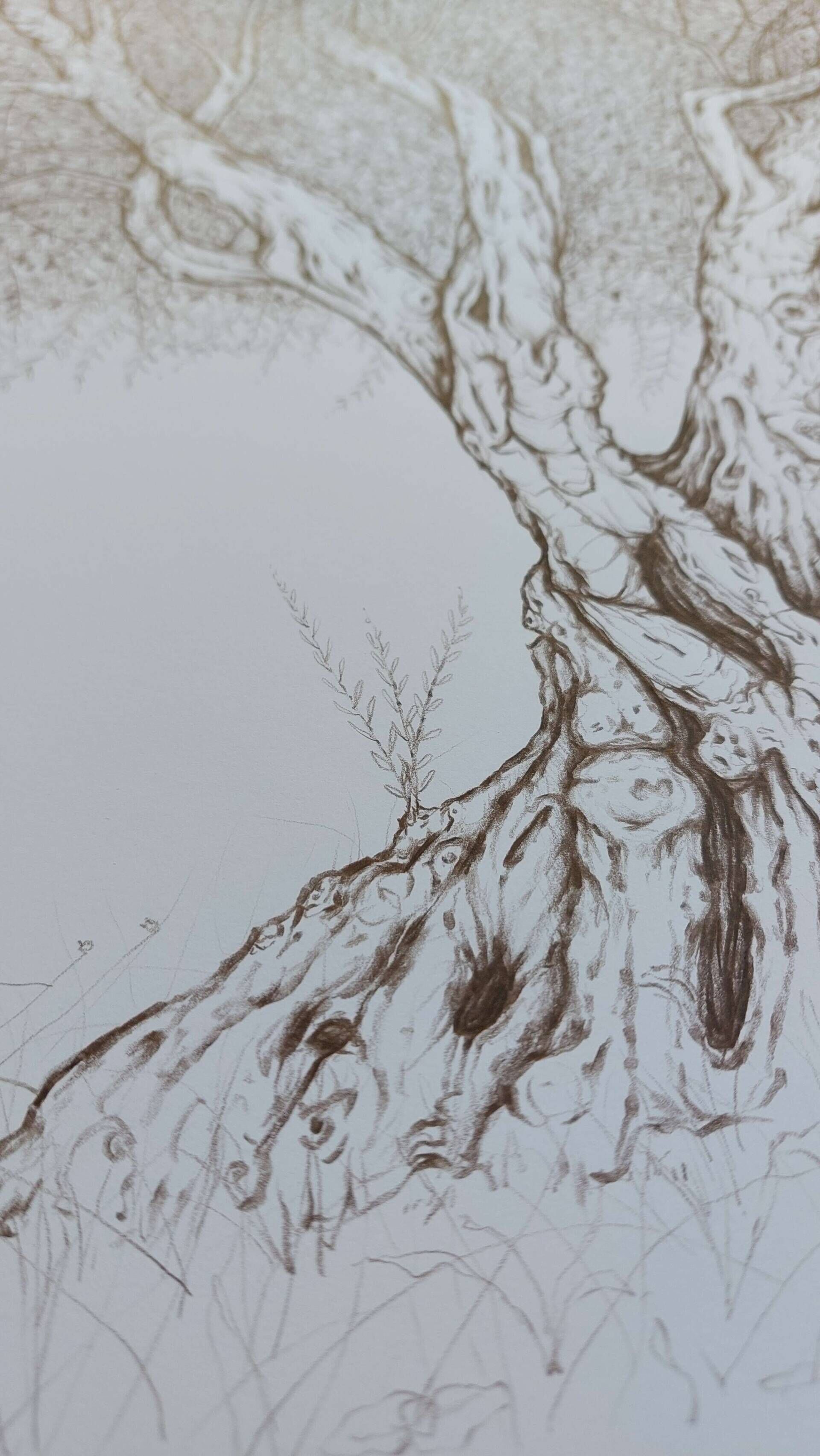 Olivenbaum 8 - Alexander Straub 6