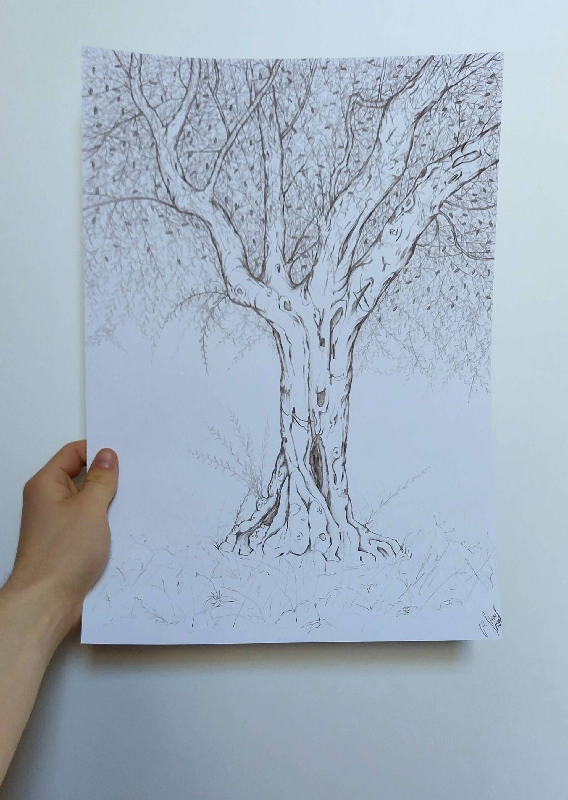 Olivenbaum 7 - Alexander Straub 2