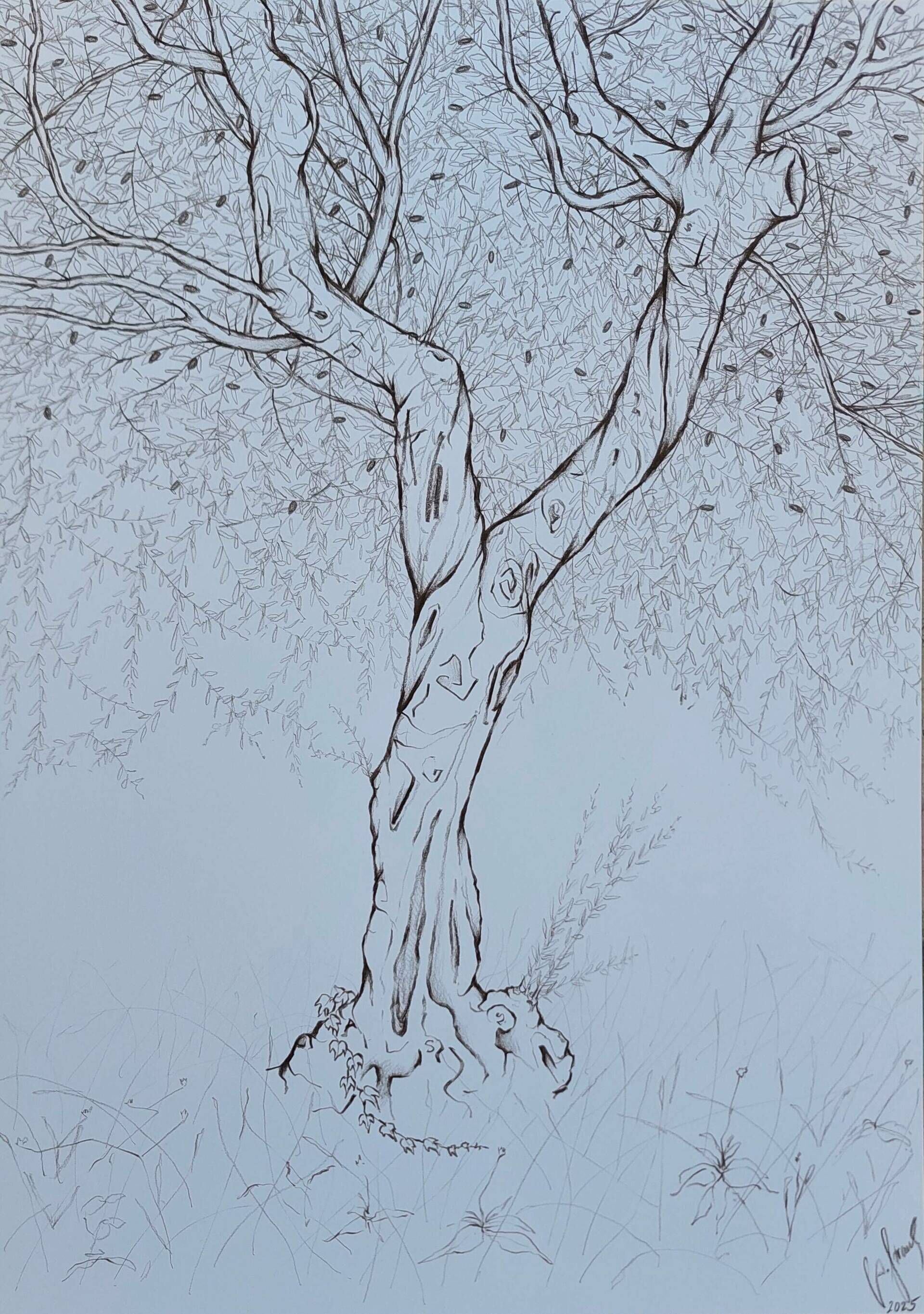 Olivenbaum 5 - Alexander Straub 1