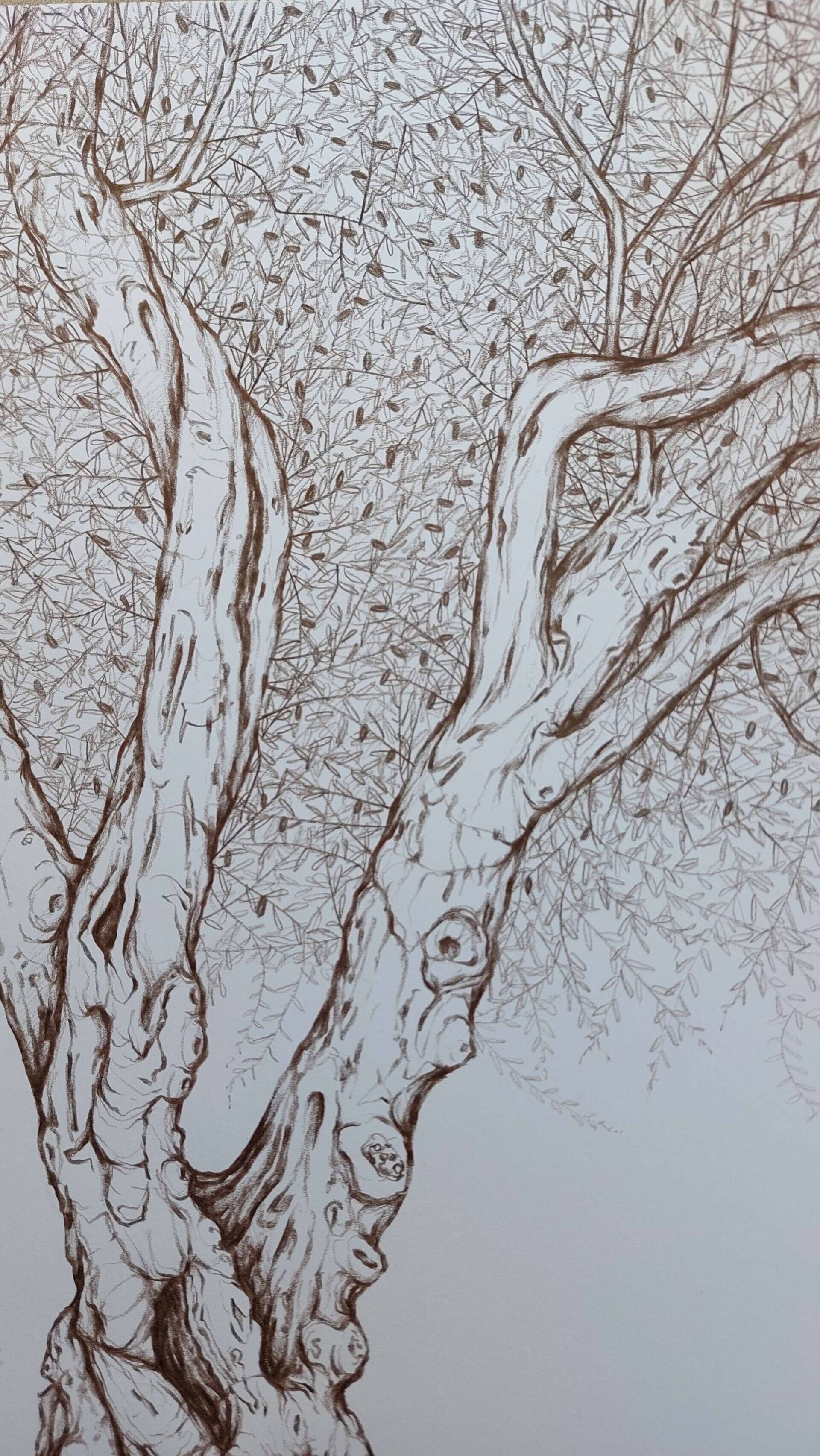 Olivenbaum 8 - Alexander Straub 8