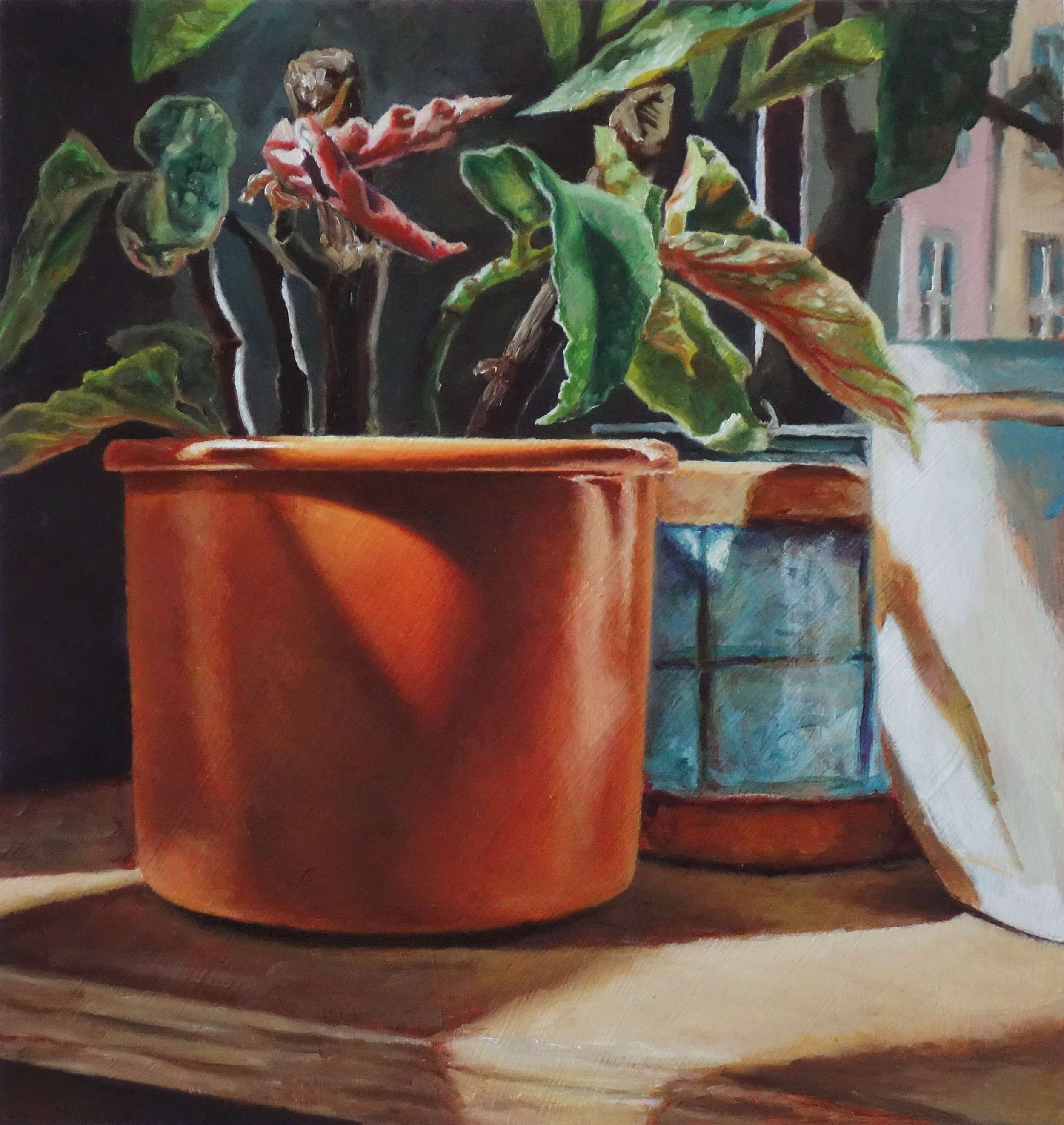 Forellenbegonie - Johanna Bajog 1