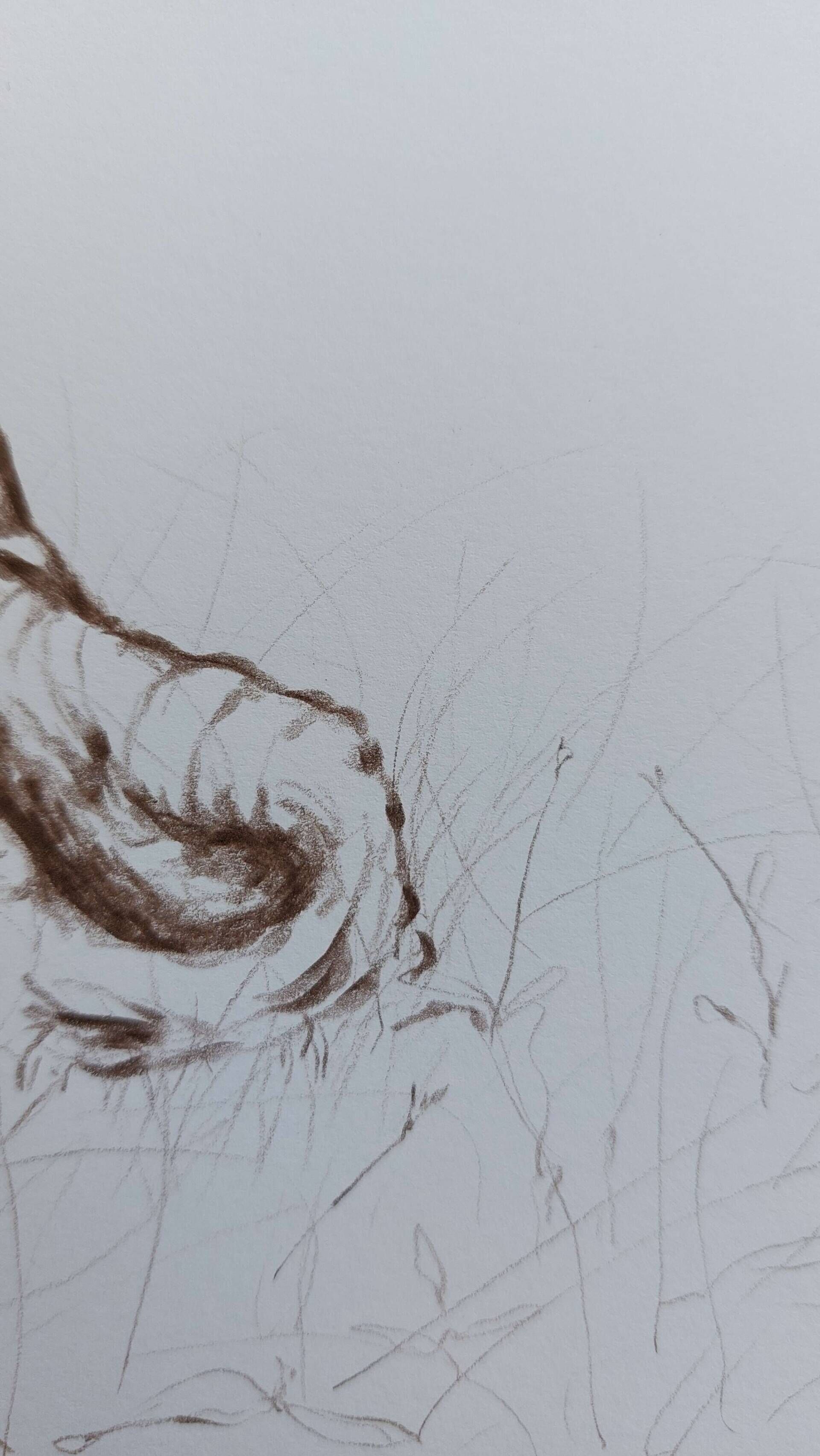 Olivenbaum 8 - Alexander Straub 10