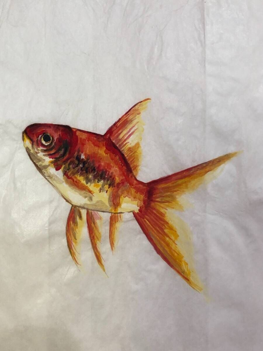 Goldfish Glas