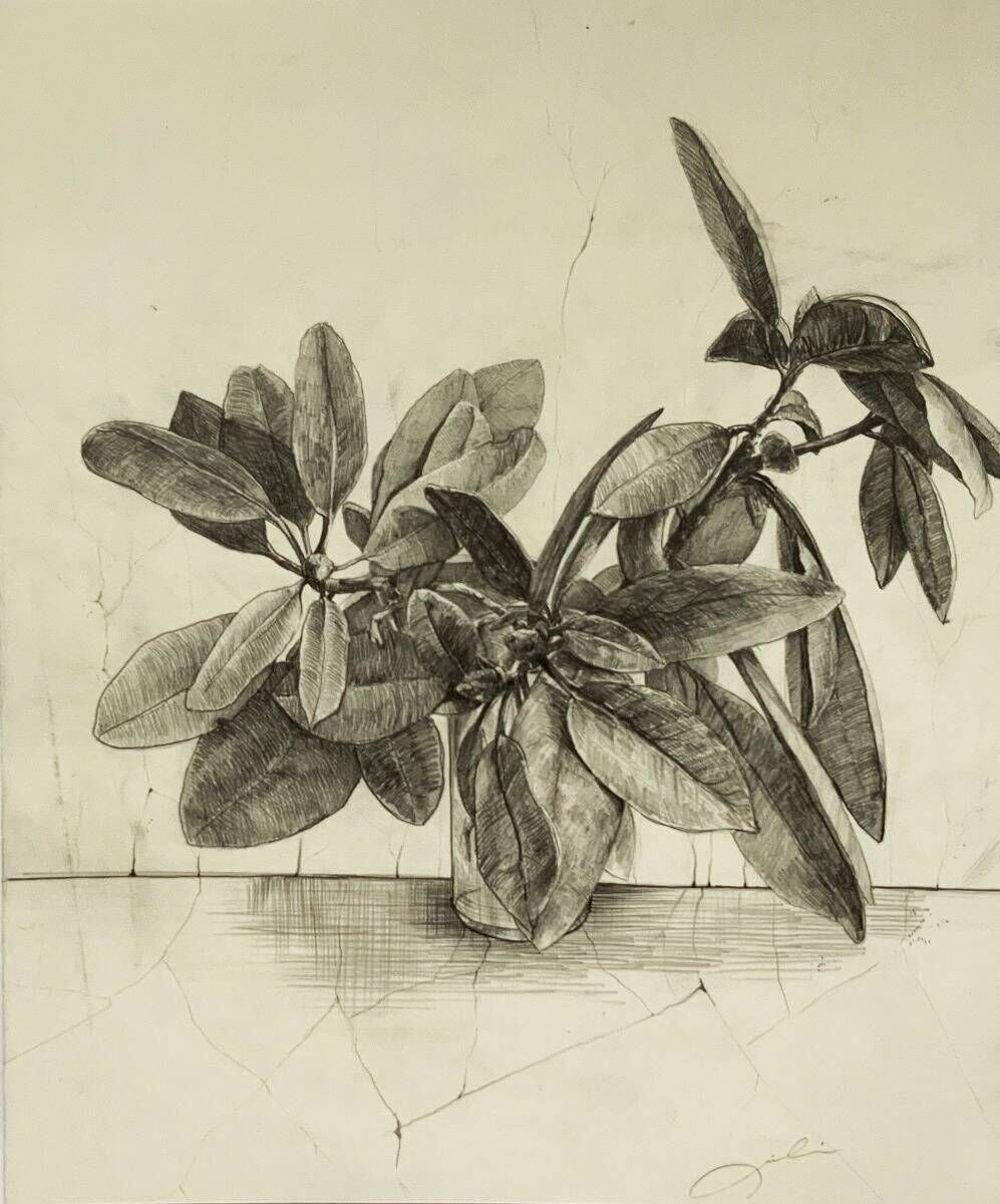 Rhododendron 
