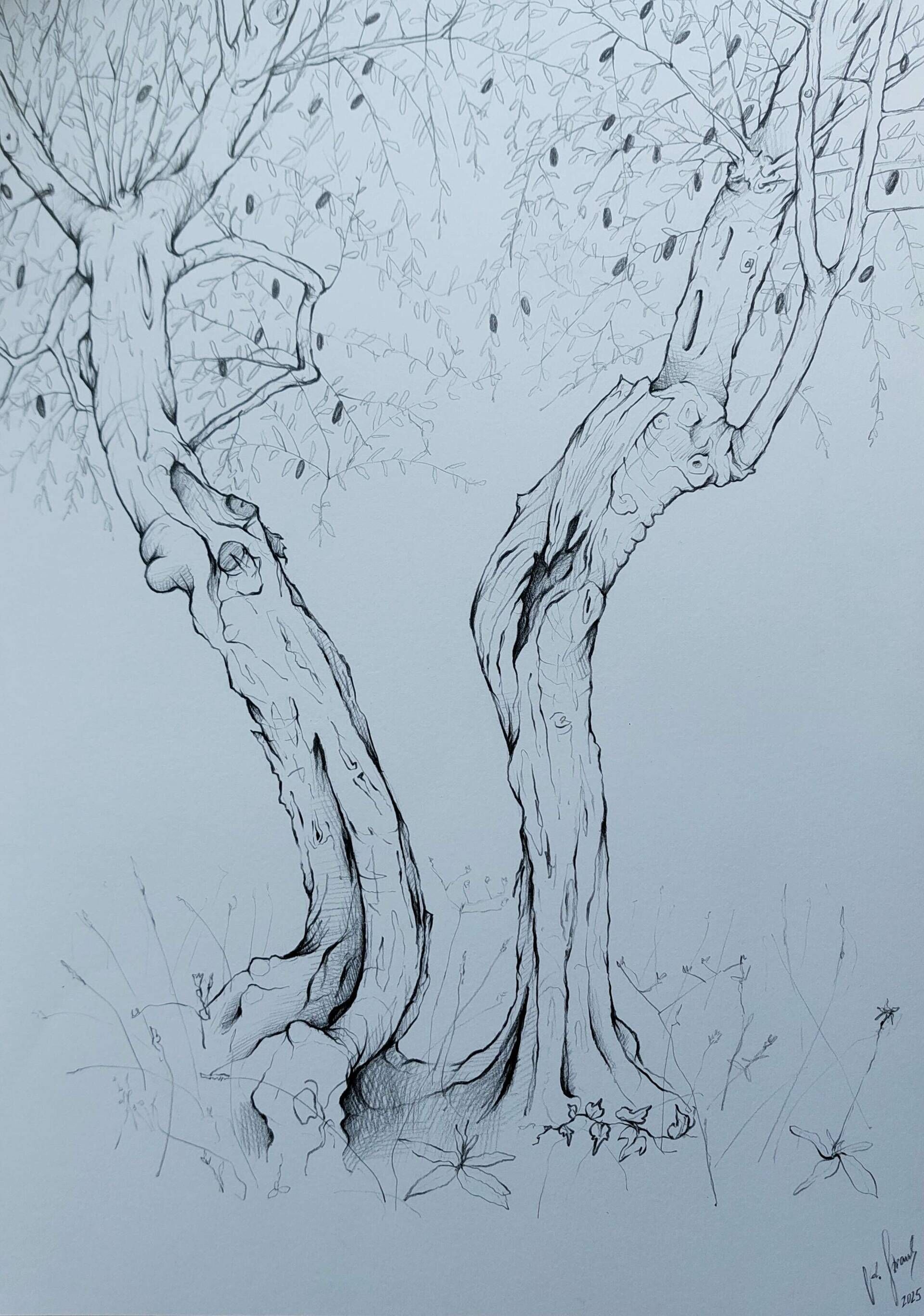 Olivenbaum 1 - Alexander Straub 1