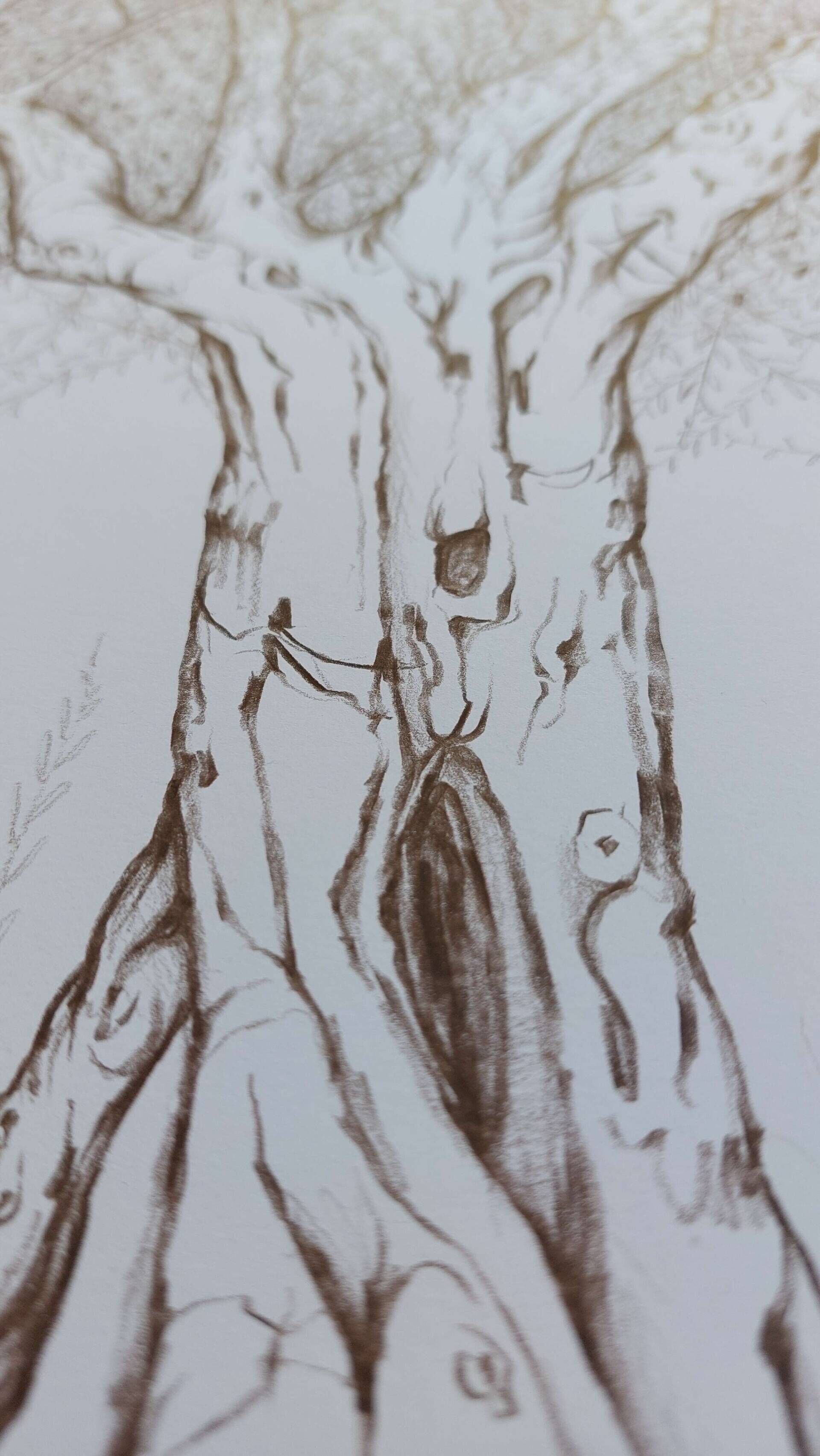 Olivenbaum 7 - Alexander Straub 4