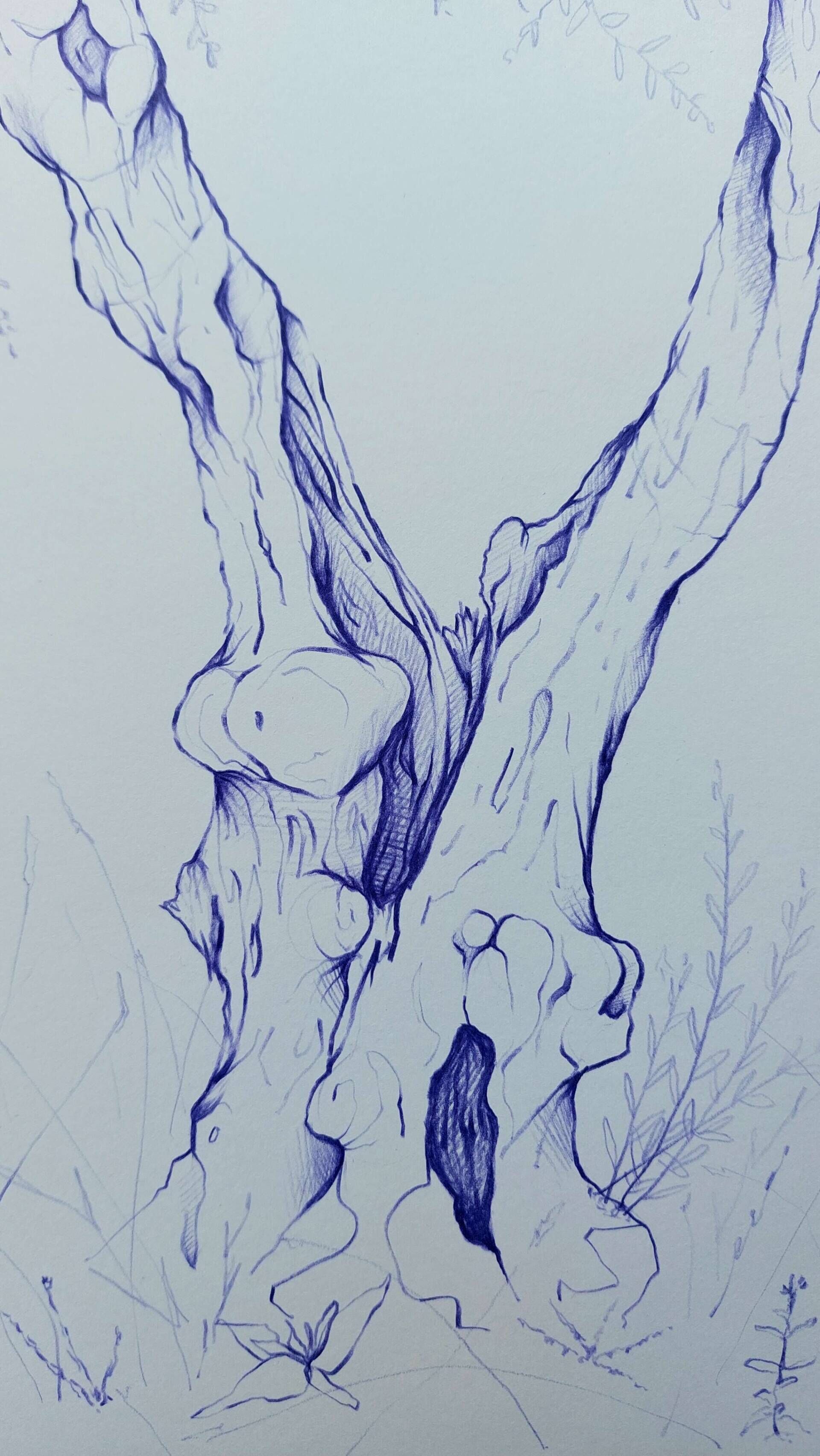 Olivenbaum 3 - Alexander Straub 4