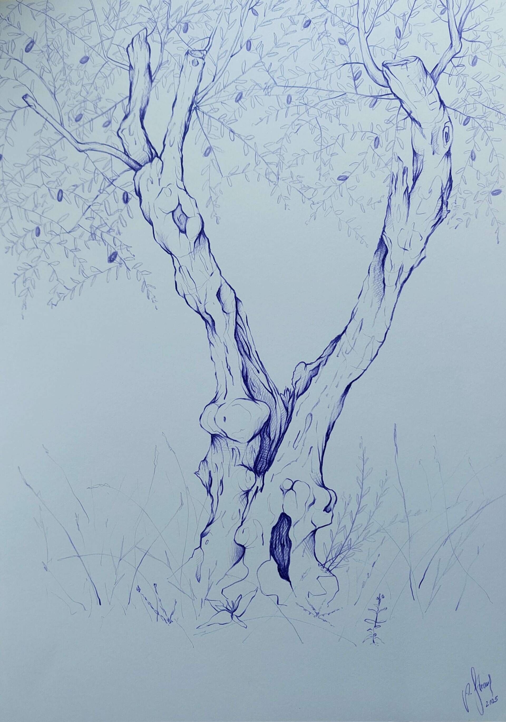 Olivenbaum 3 - Alexander Straub 1