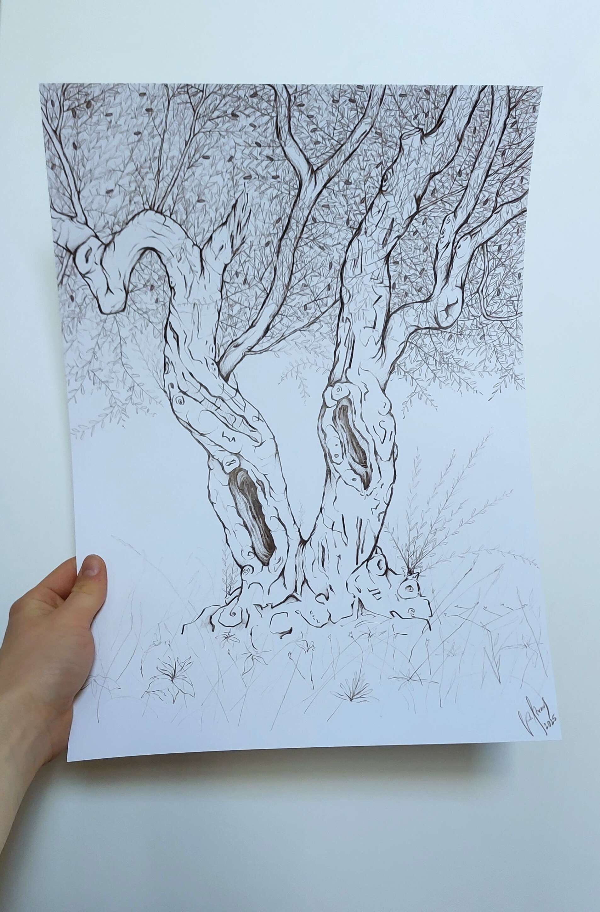 Olivenbaum 4 - Alexander Straub 2